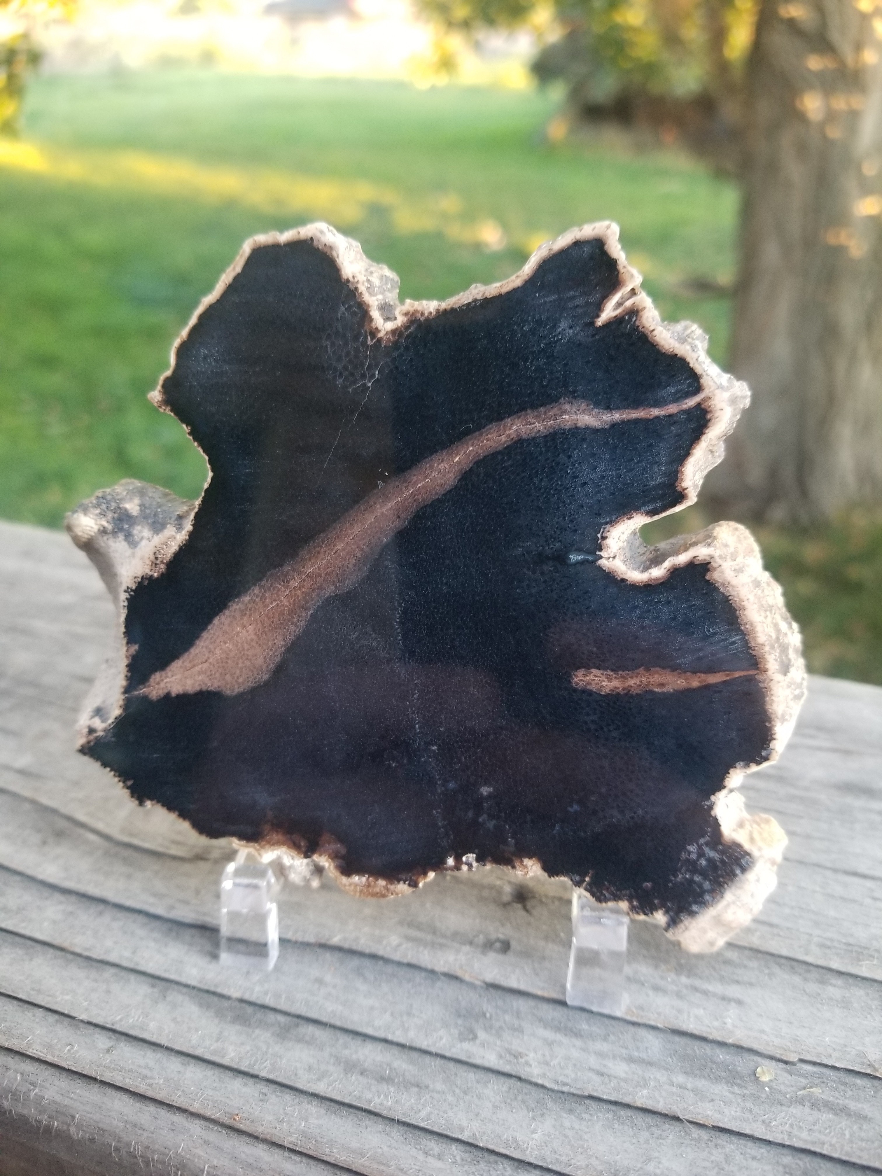 Beautiful Polished Petrified Palm Wood Slab Specimen - Wyoming Agatized Wood Eden Valley