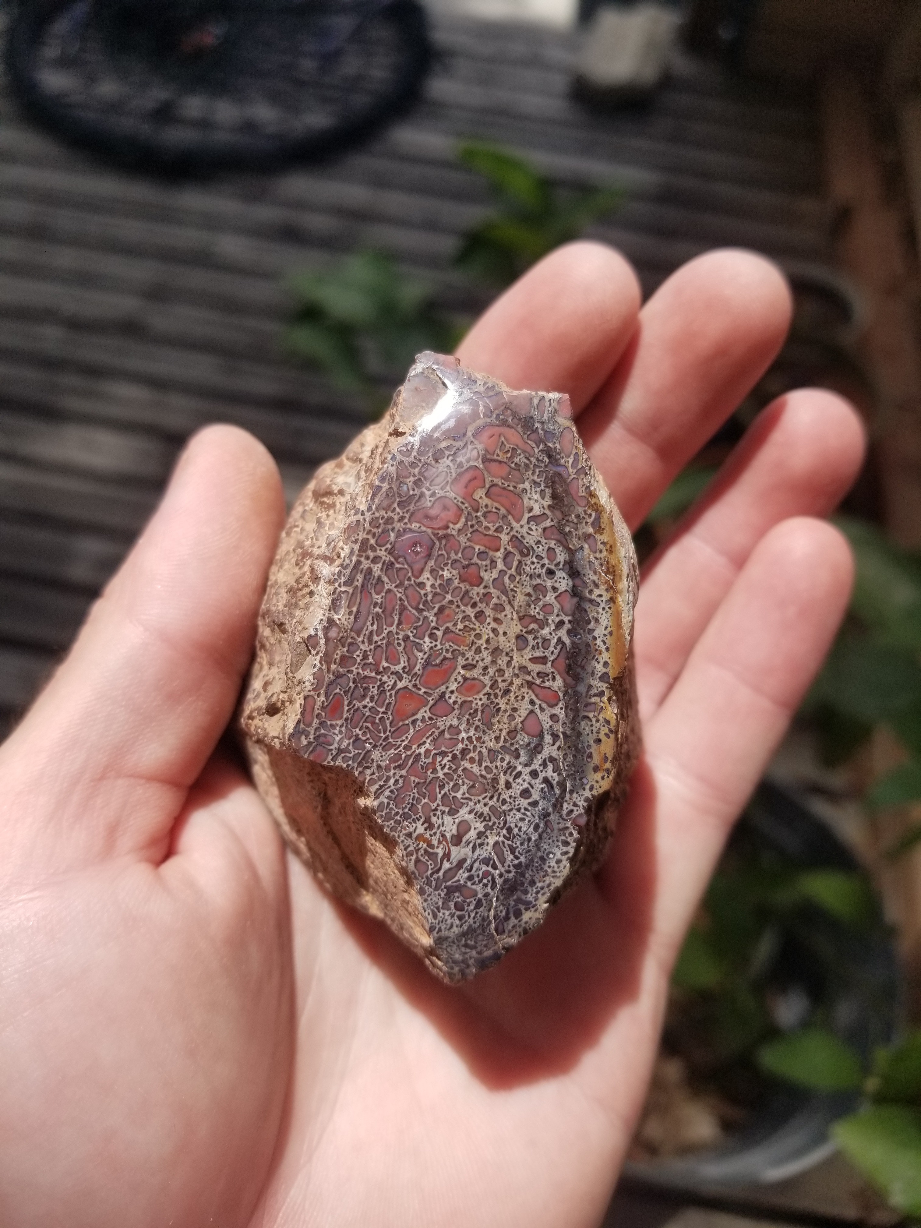 Beautiful Polished Gem Bone Specimen Old Stock Morrison Large Cell 241g