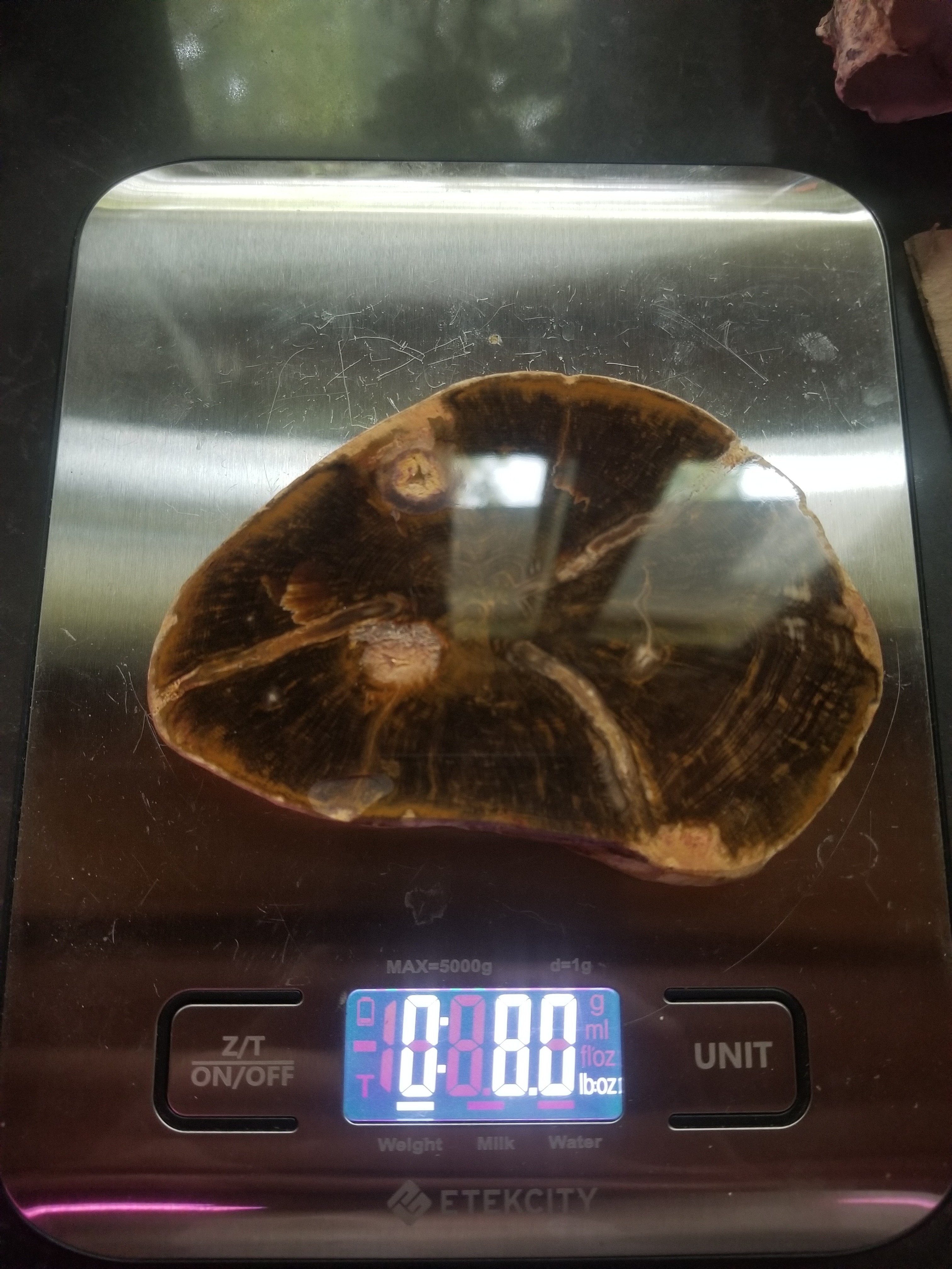 Beautiful Polished Petrified Wood Round Thick Slab Specimen - Unknown Origin Old Collection 4x3"
