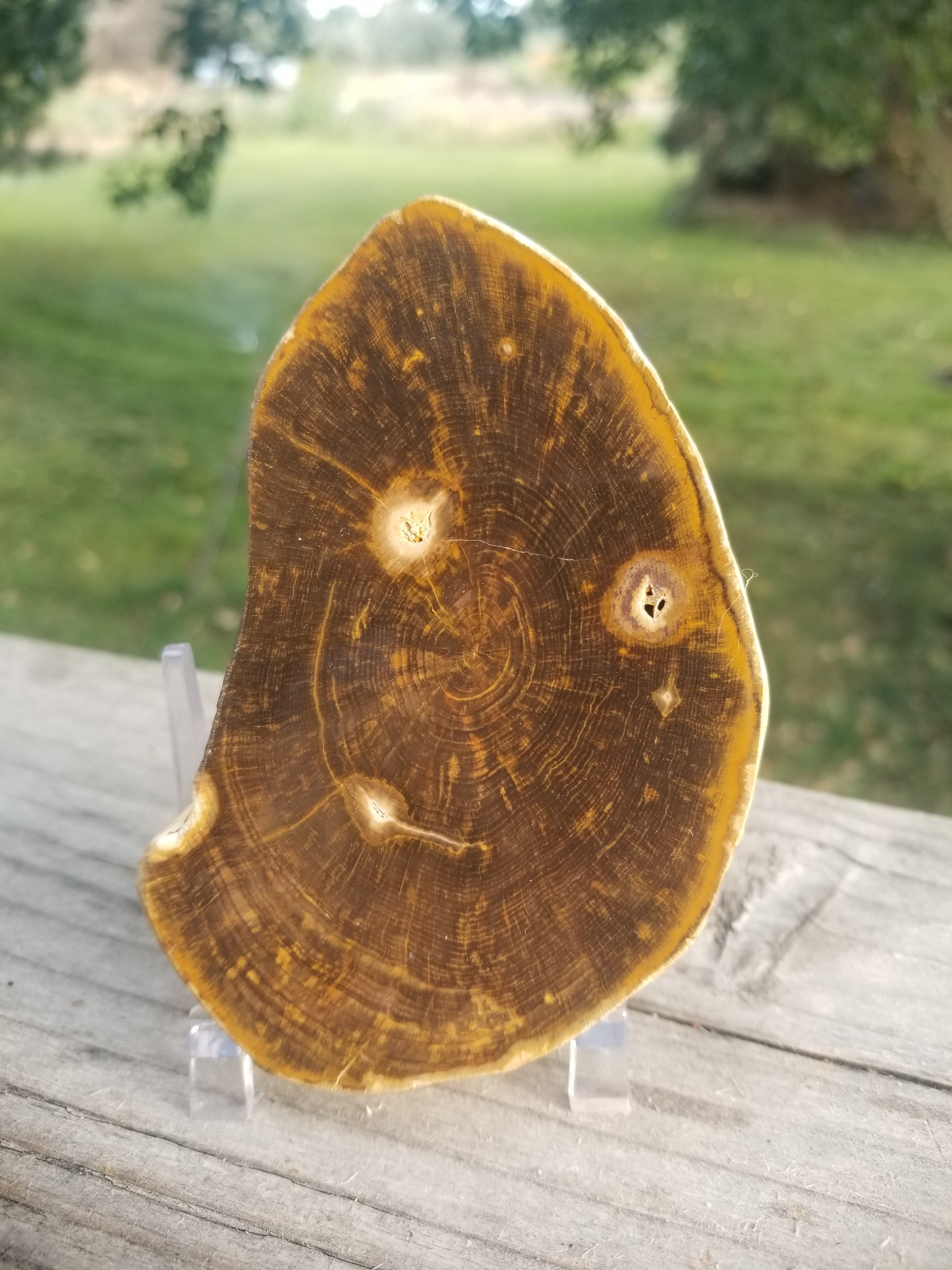 Beautiful Polished Petrified Wood Round Thick Slab Specimen - Unknown Origin Old Collection 4x3"