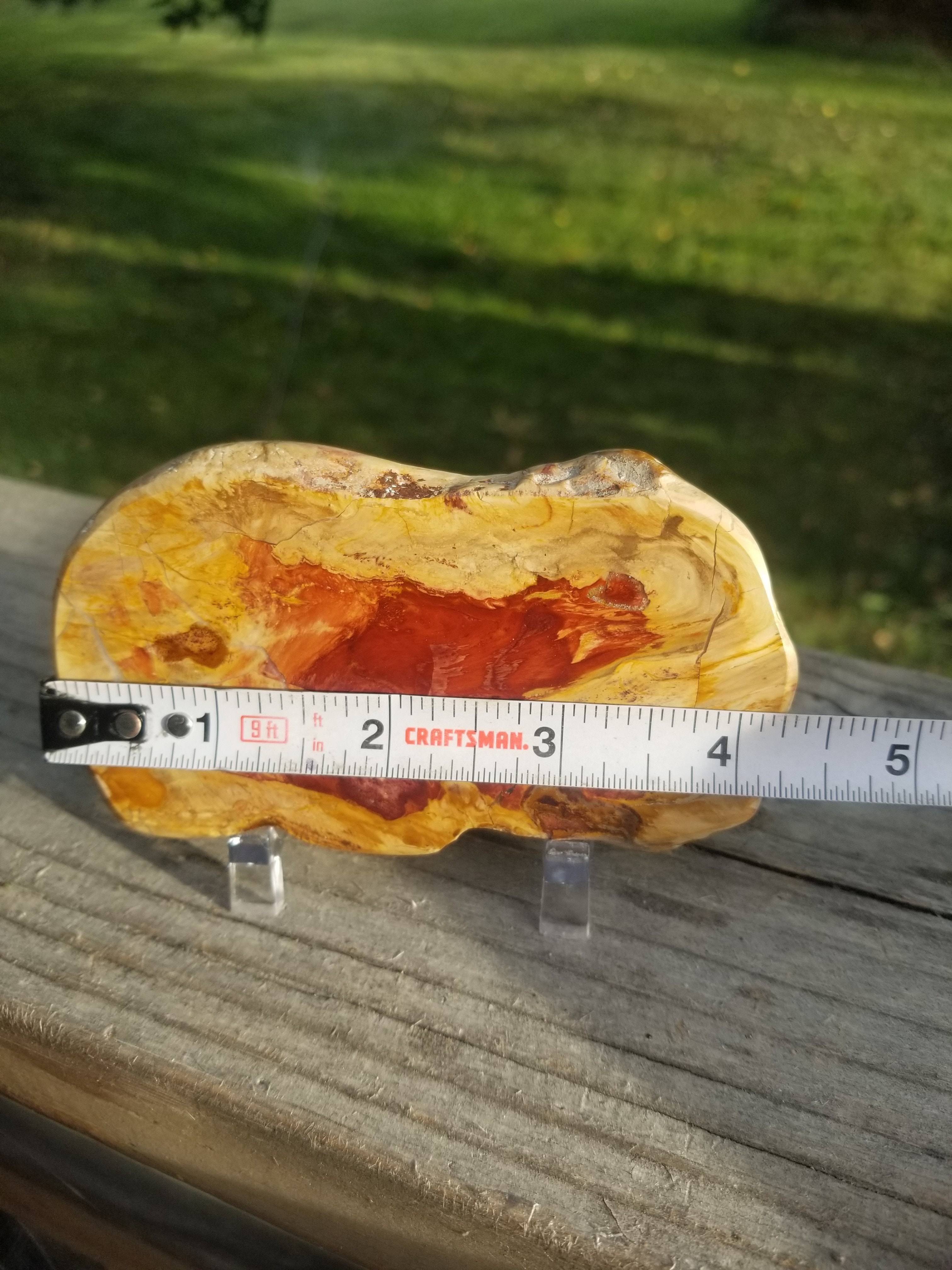 Beautiful Polished Petrified Wood Round Thick Slab Specimen - Unknown Origin Old Collection 4x2.25"