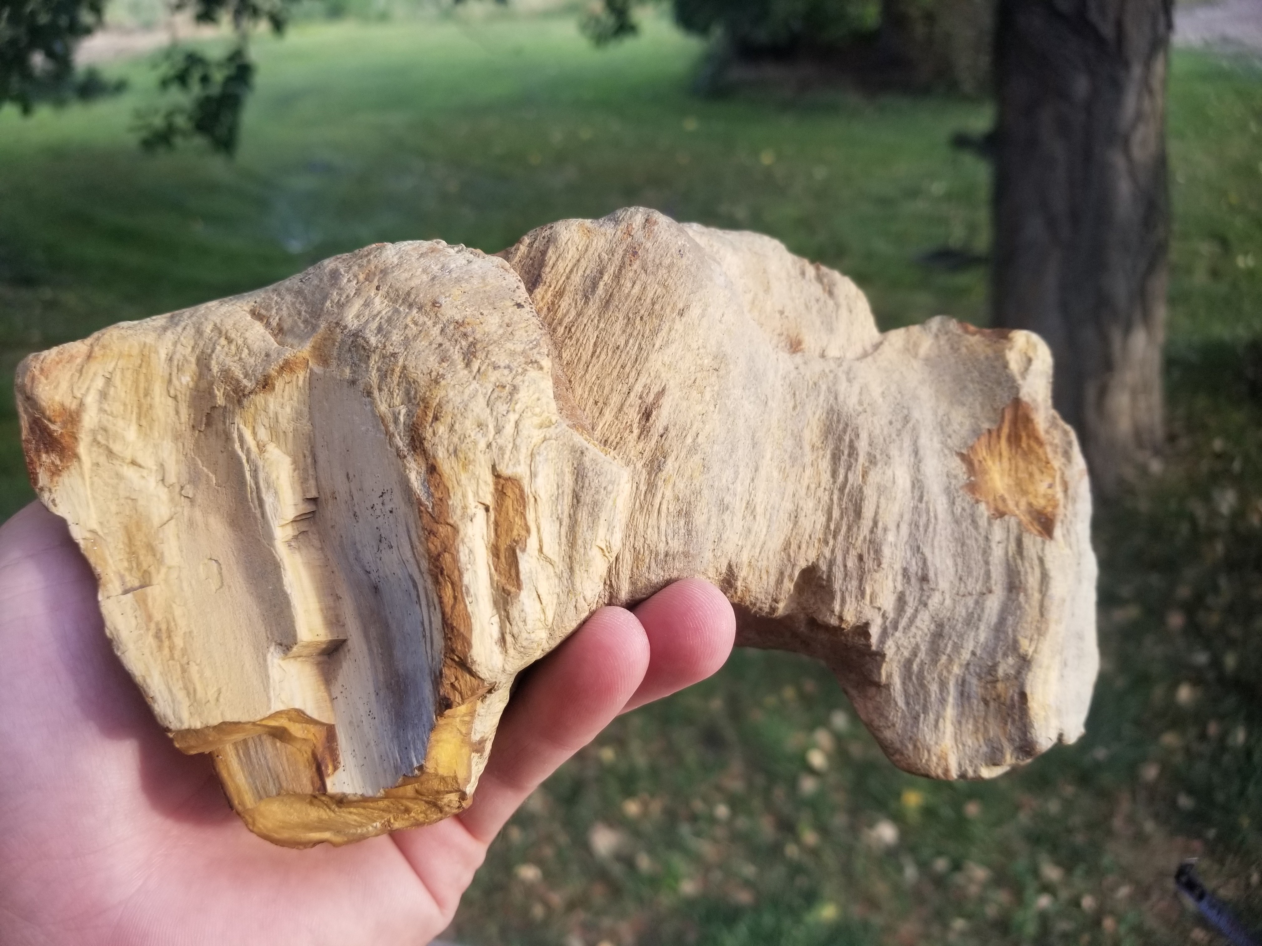 Beautiful Polished Petrified Wood Round Specimen Natural Agatized - Unknown Origin Old Collection 2.4Lb