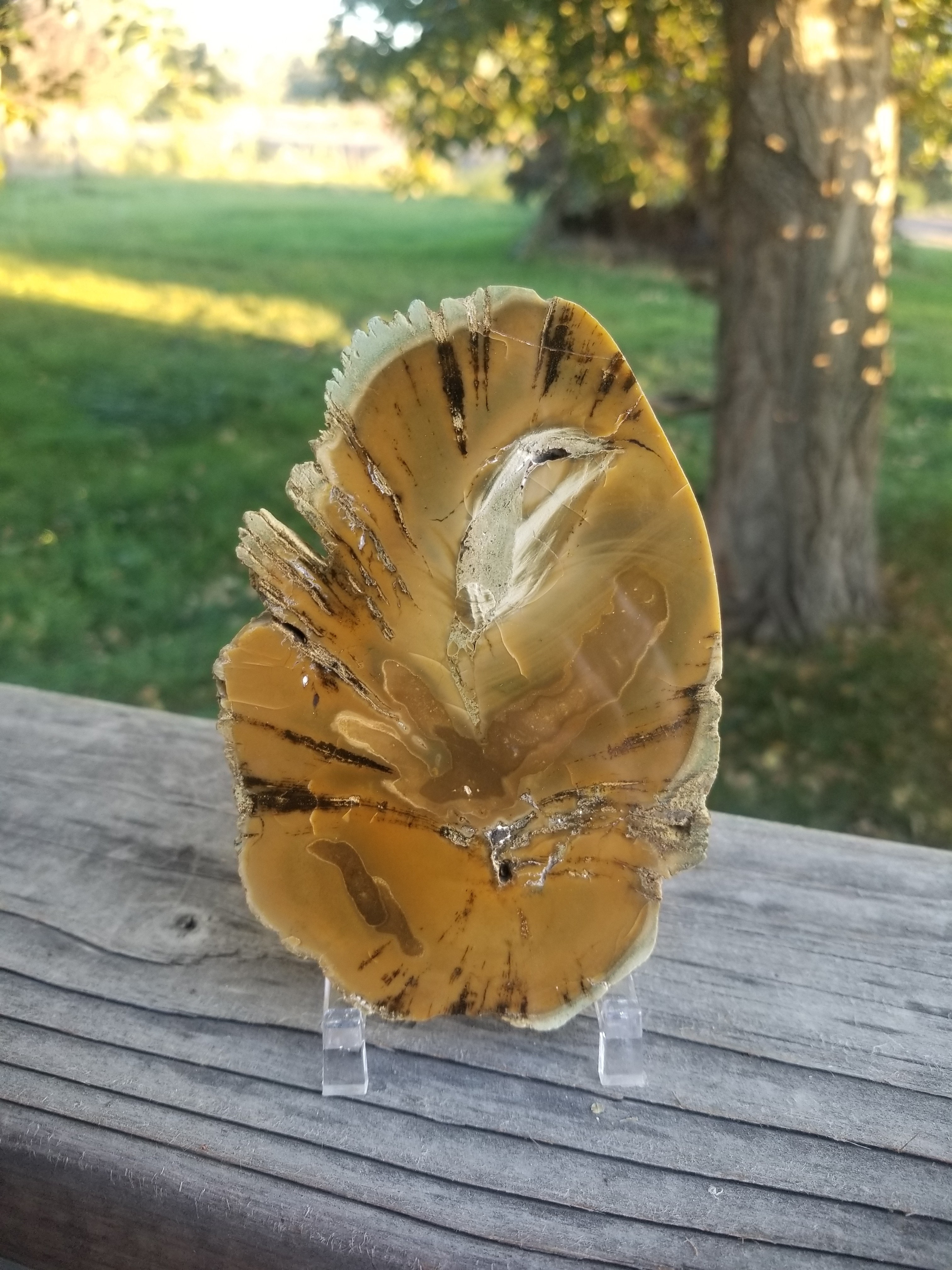 Beautiful Polished Petrified Wood Round Thick Slab Specimen - Unknown Origin Old Collection 5x3.5"