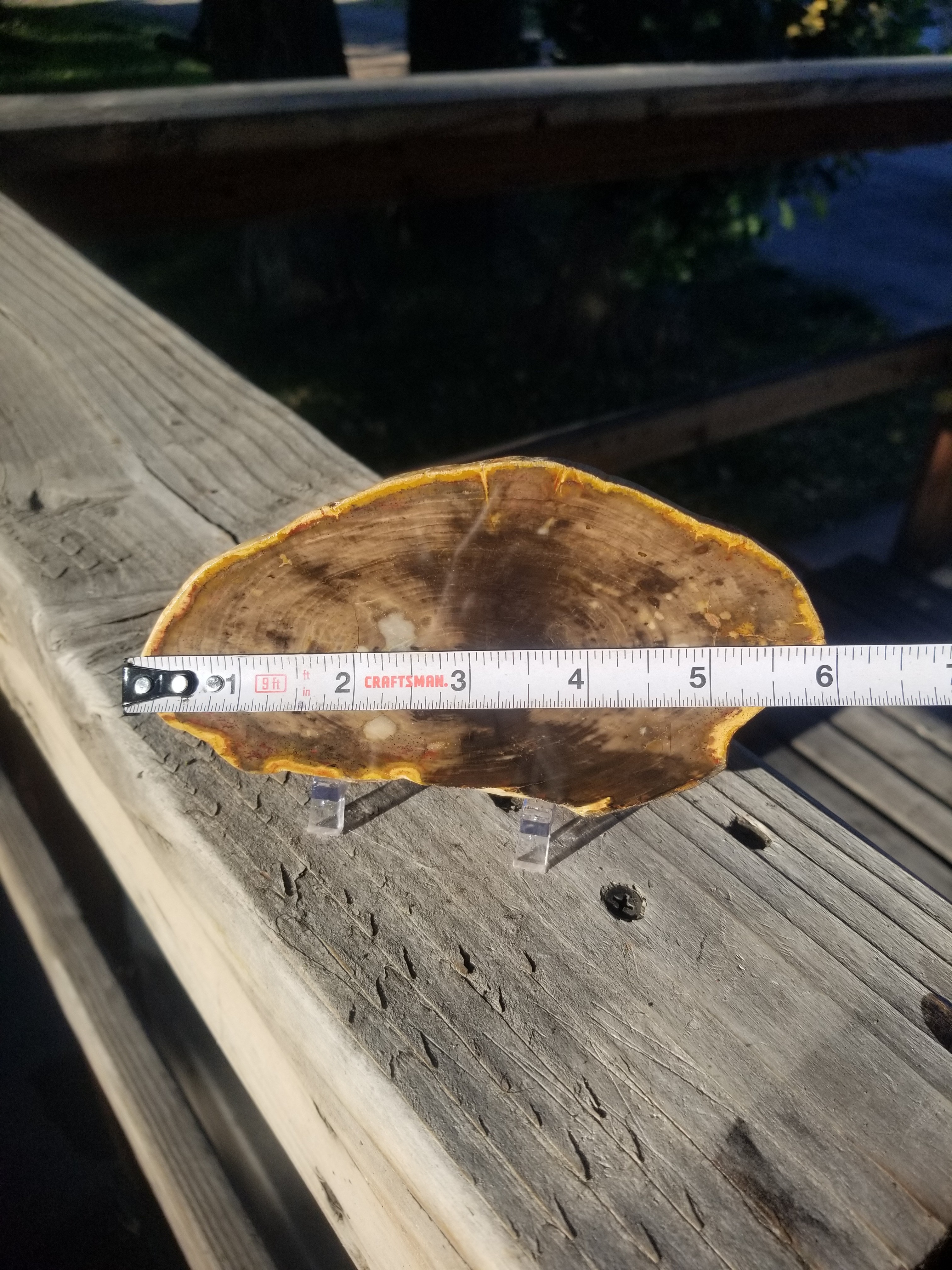 Beautiful Polished Petrified Wood Round Thick Slab Specimen - Unknown Origin Old Collection 6x3"