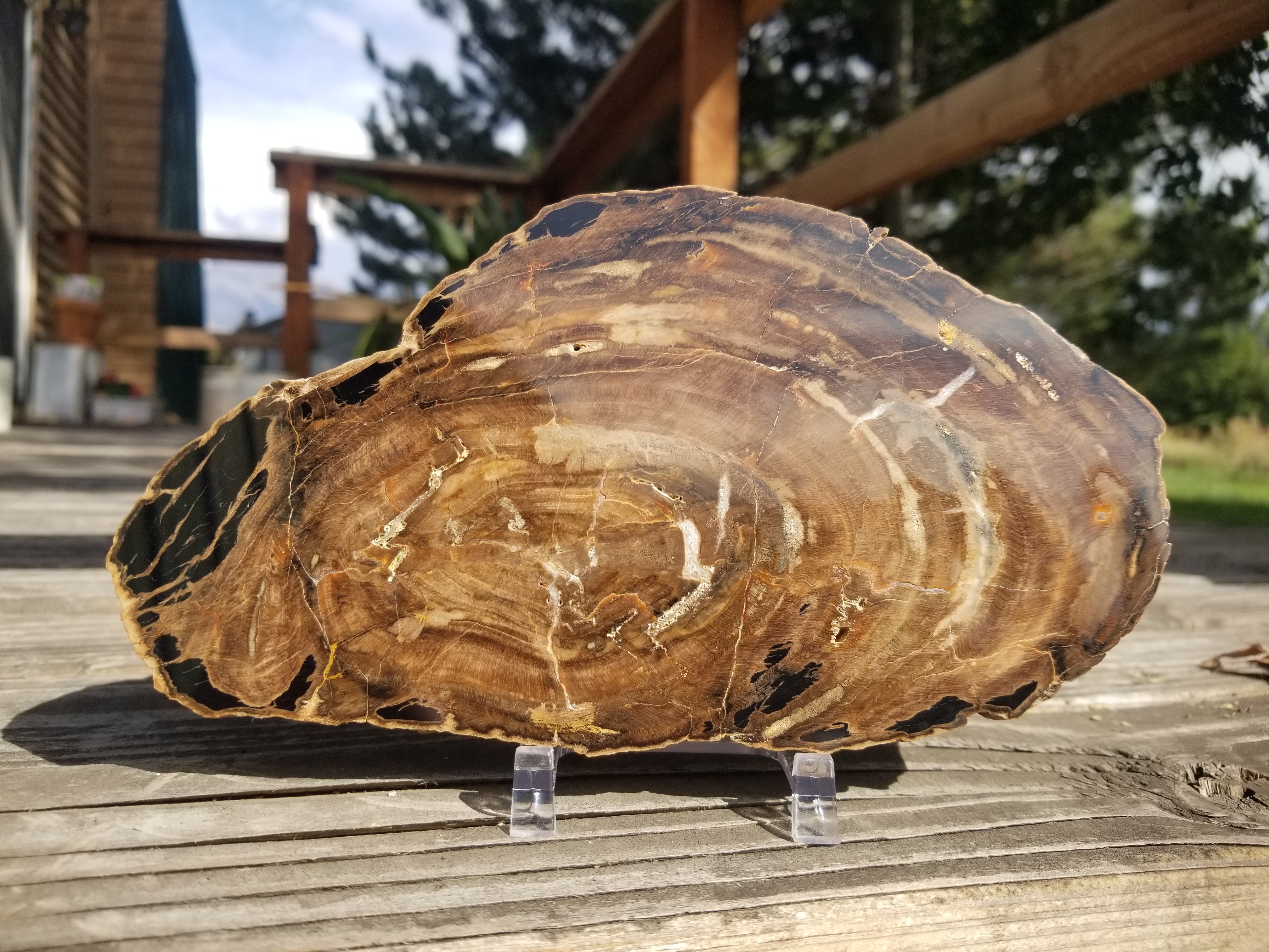 Beautiful Tables Of The Sun UT Polished Petrified Wood Round Display 7.5"x4"
