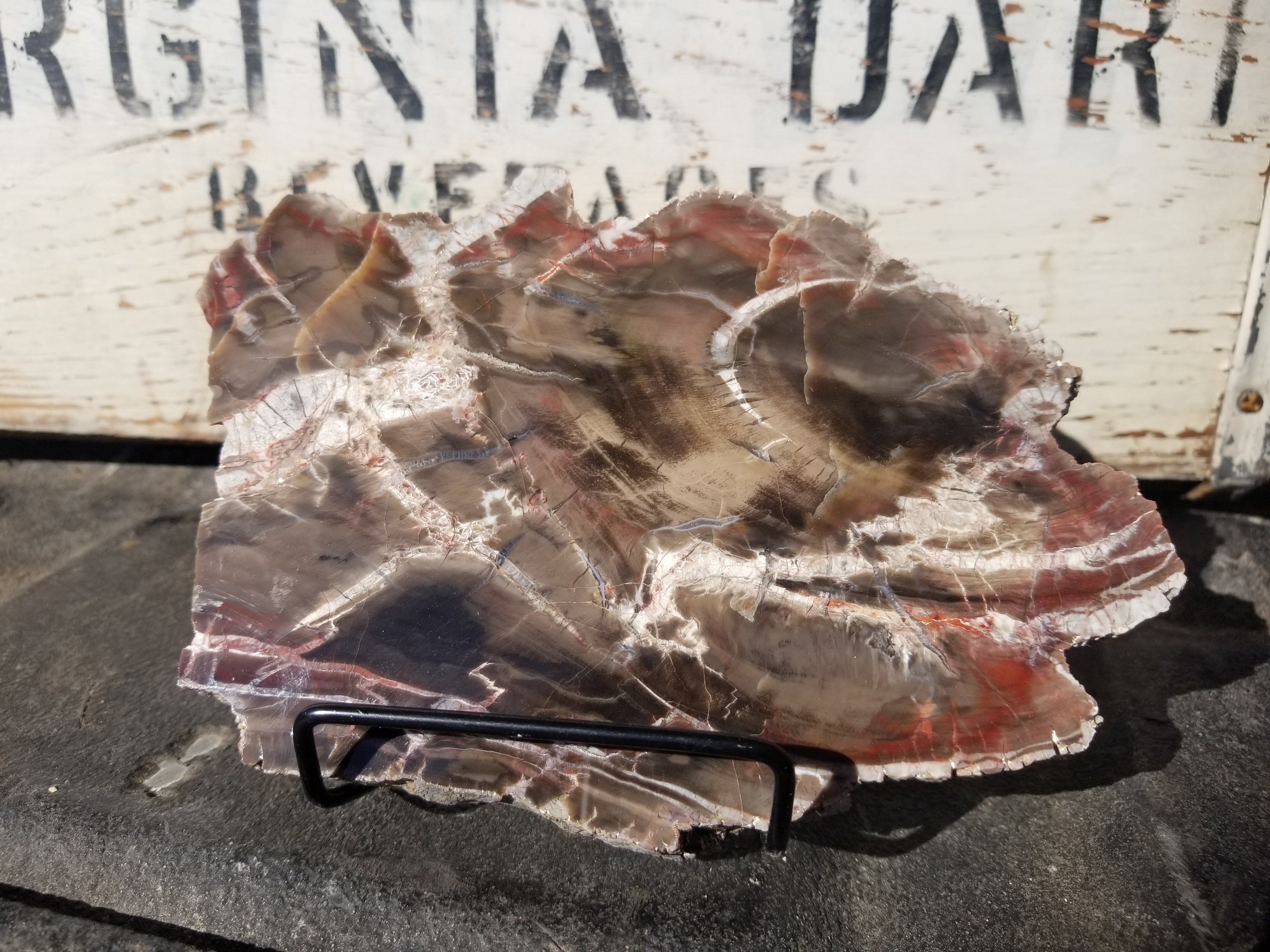 Beautiful Unique Polished Boulder Mountain UT Petrified Wood Round 6x4"