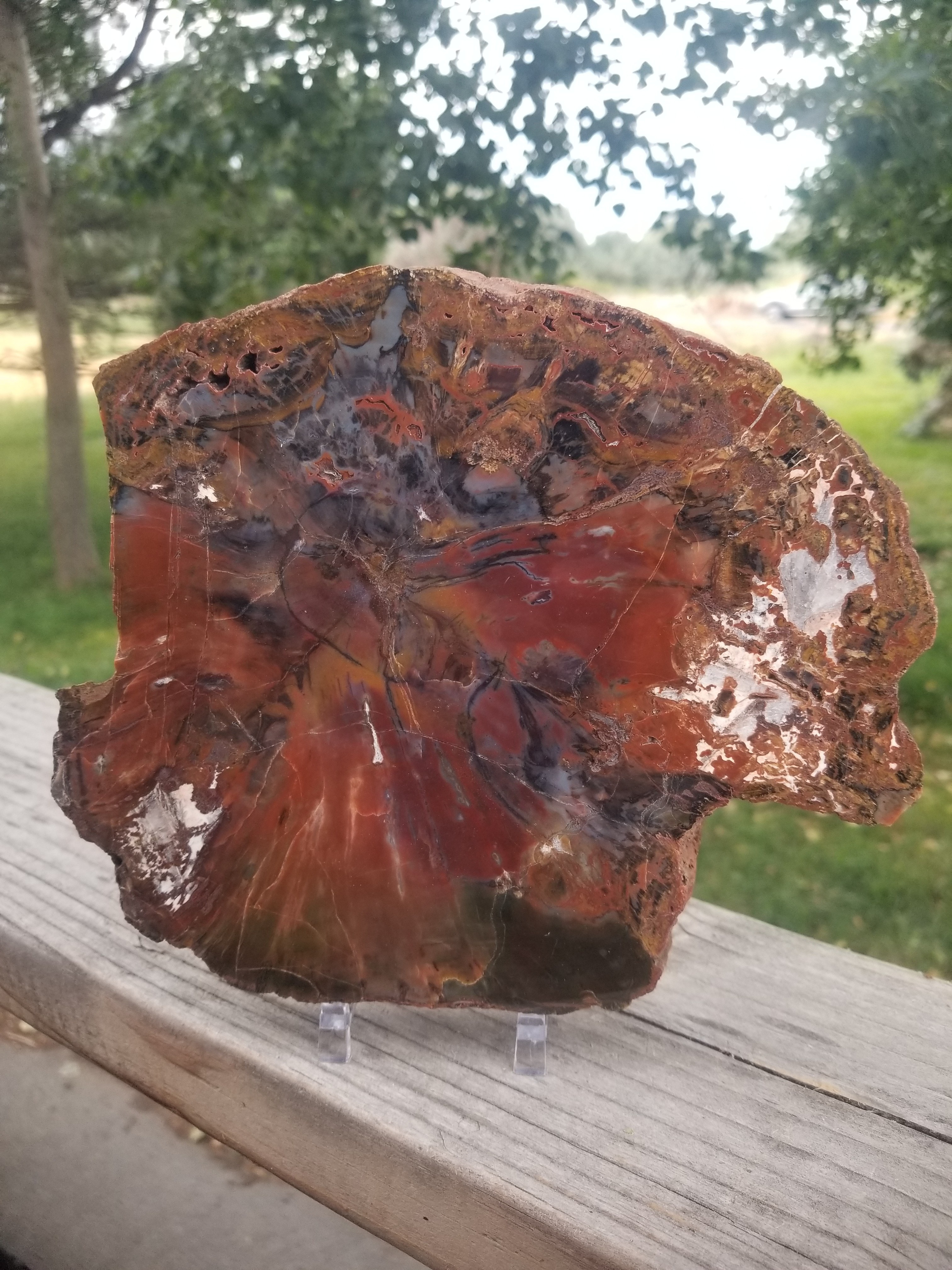 Beautiful Unique Polished Boulder Mountain UT Petrified Wood Round 8x7" 3+Lb