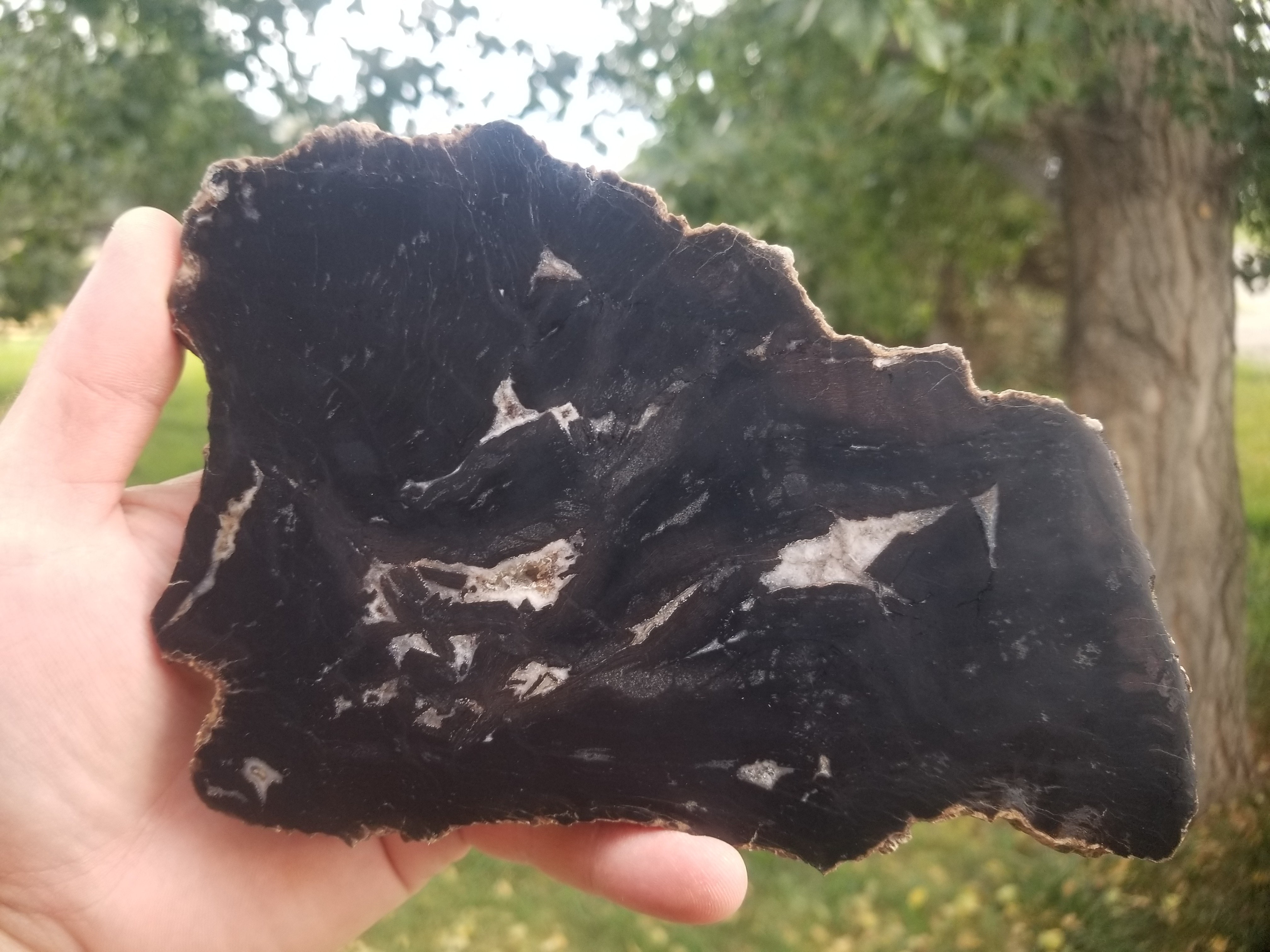 Beautiful Unique Polished Southern Utah Petrified Wood Slab Specimen Old Collection