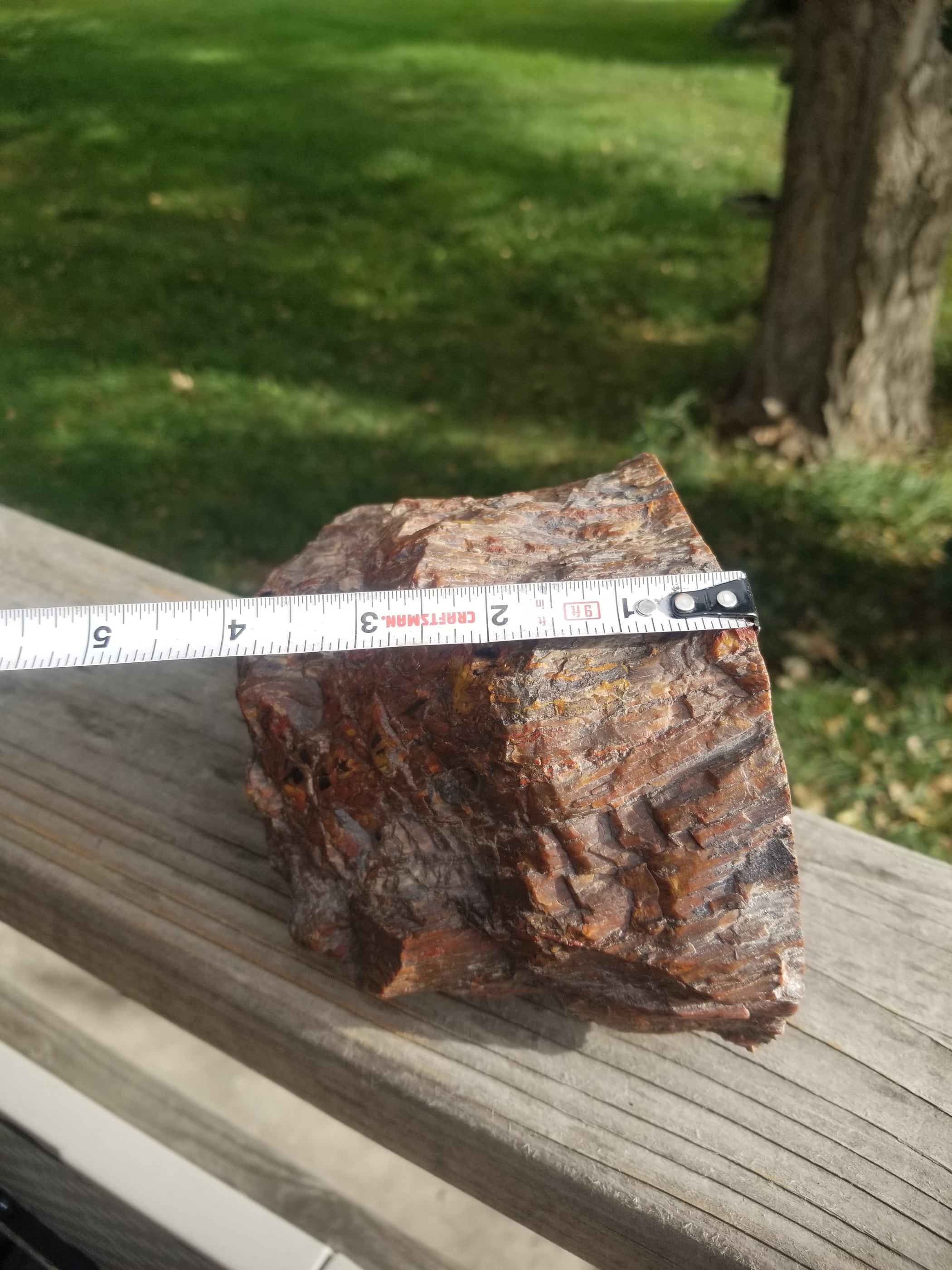 Beautiful Unique Polished Southern Utah Petrified Wood Slab Specimen Old Collection