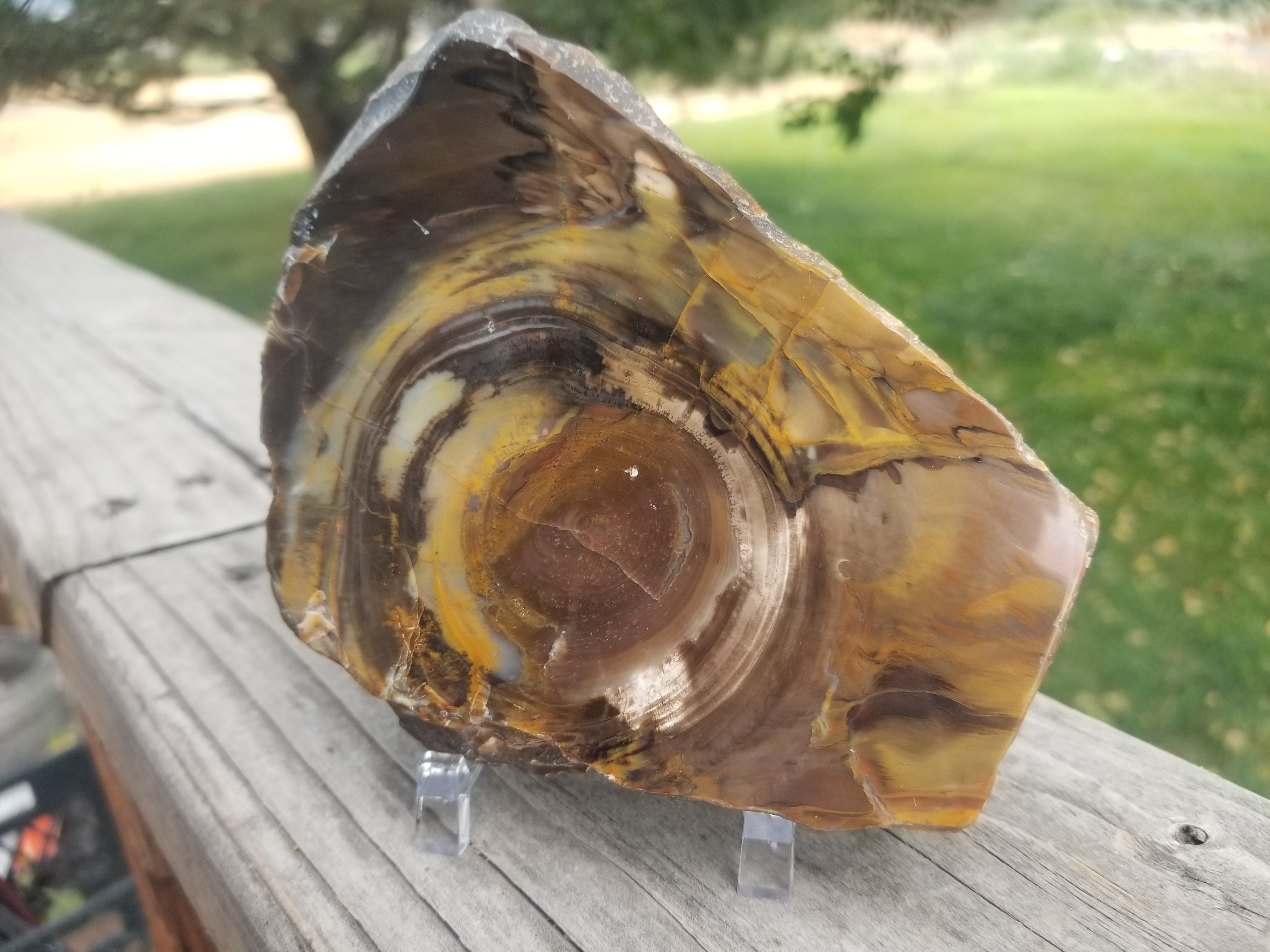 Beautiful Unique Polished Southern Utah Petrified Wood Slab Specimen Old Collection