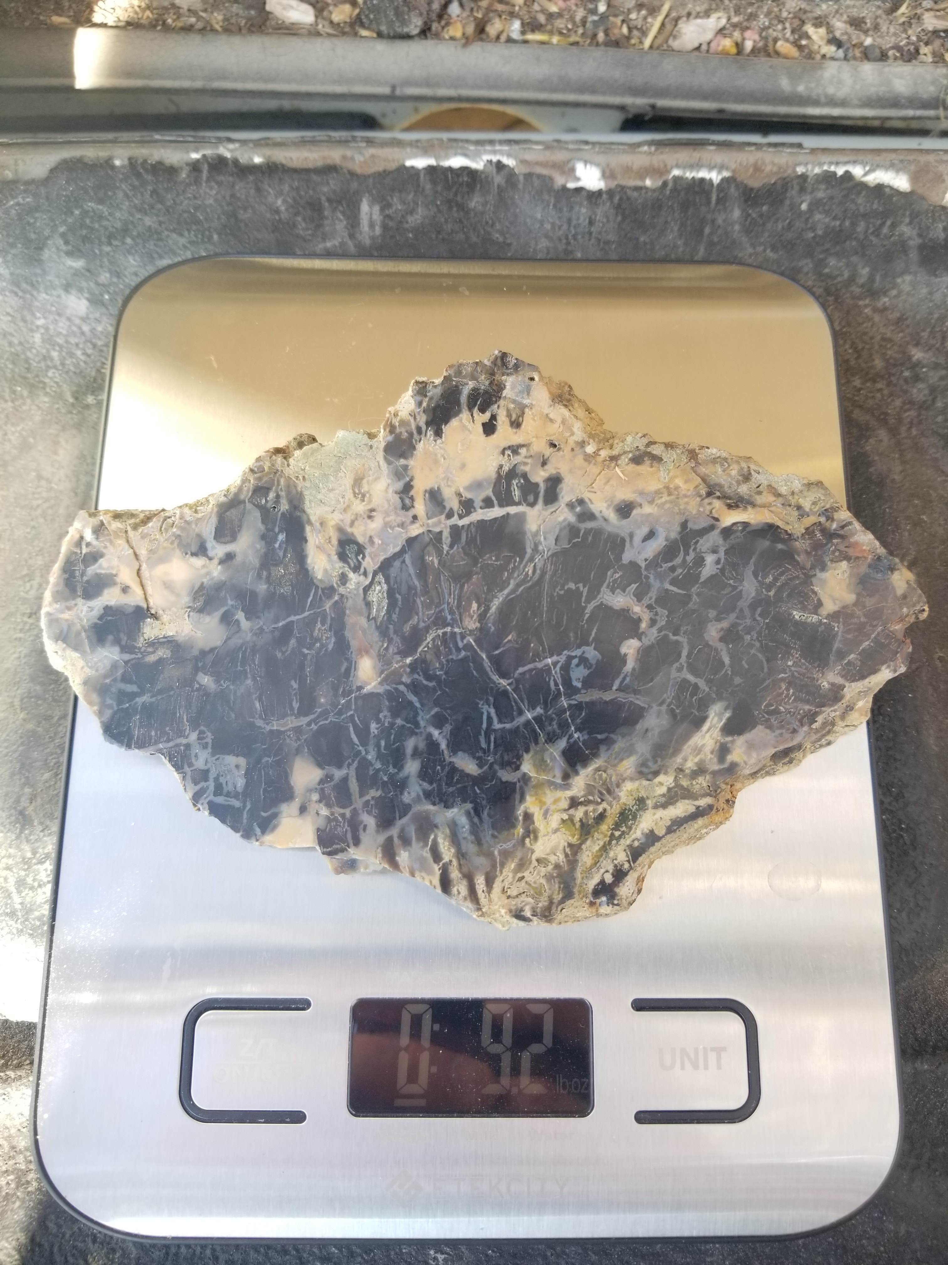 Beautiful Unique Polished Southern Utah Petrified Wood Slab Specimen