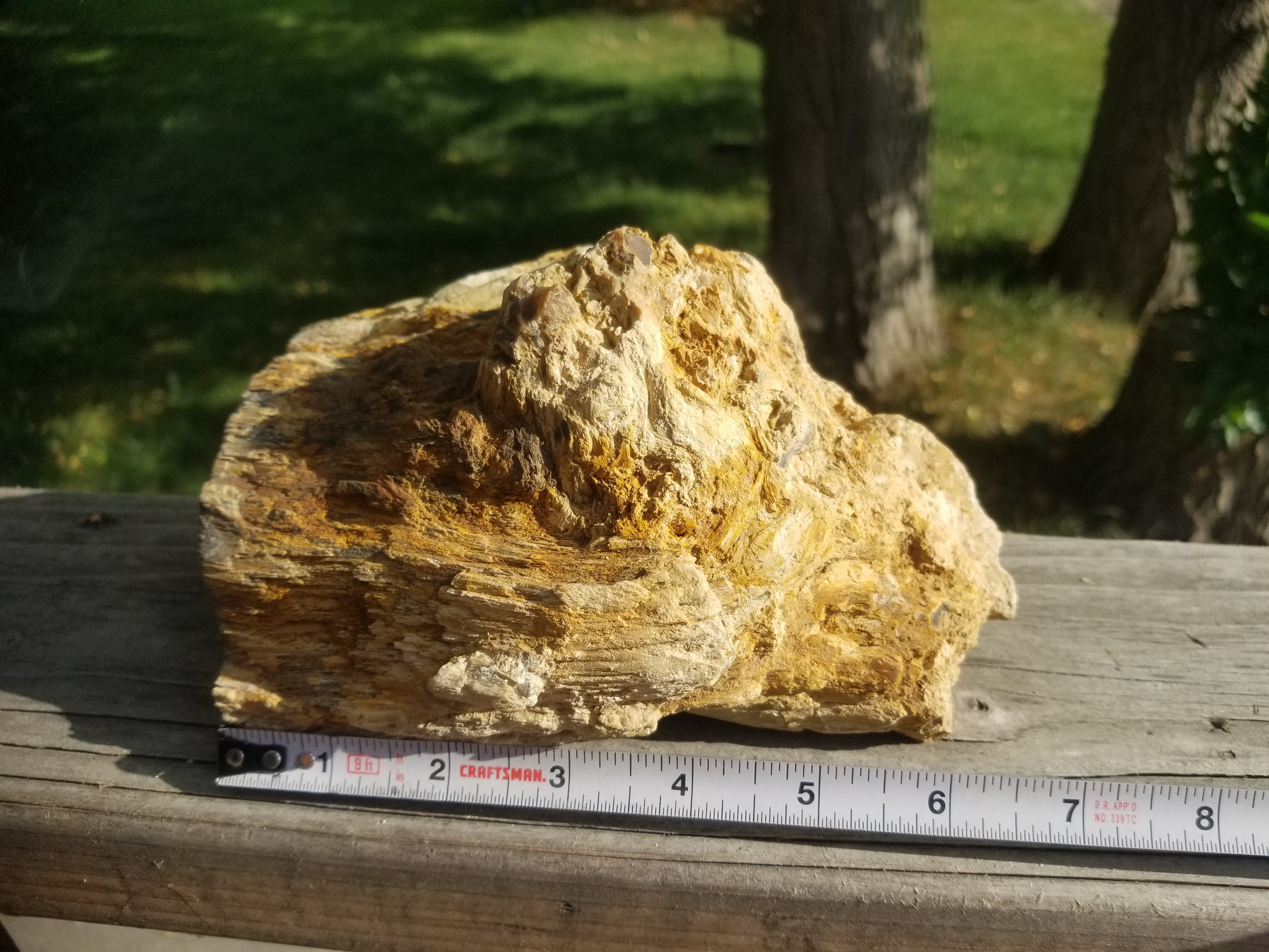 Beautiful Unique Polished Southern Utah Petrified Wood Specimen w/Knot Natural Live Edge 5+Lb