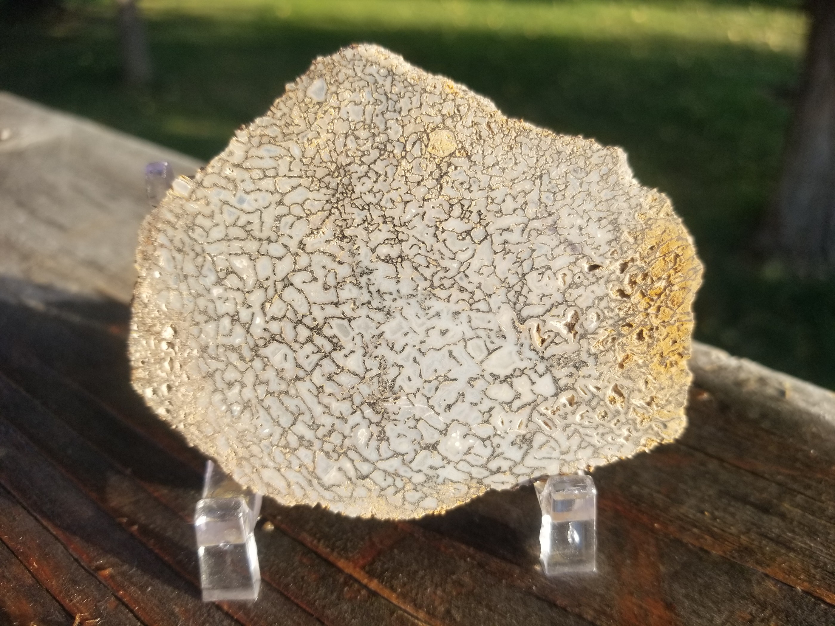 Rainbow Agatized Dinosaur Gem Bone Slab 160g Large Cell