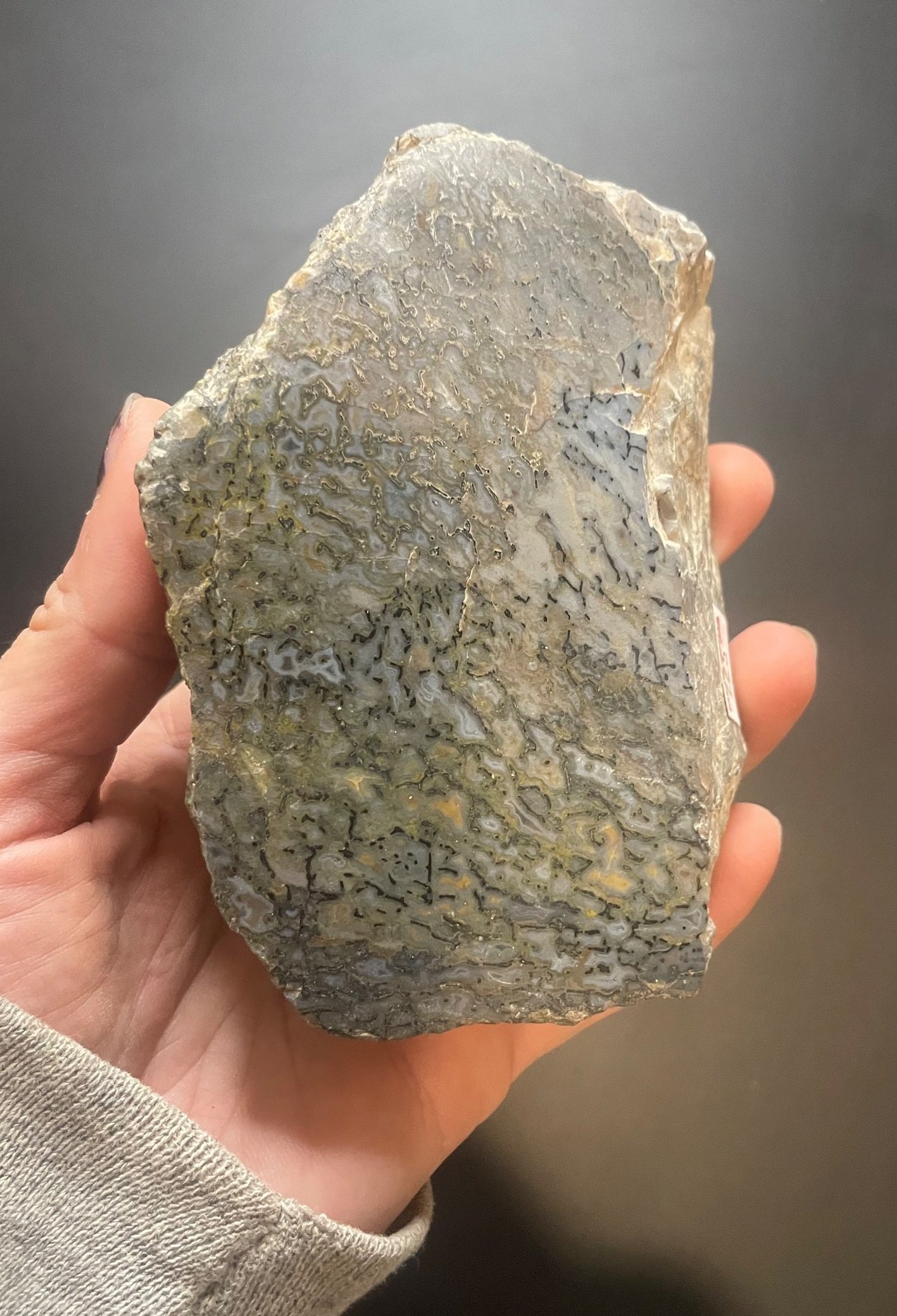 Nice Polished Agatized Dinosaur Gem Bone Specimen Large Cell Multicolor End Cut Jurrasic