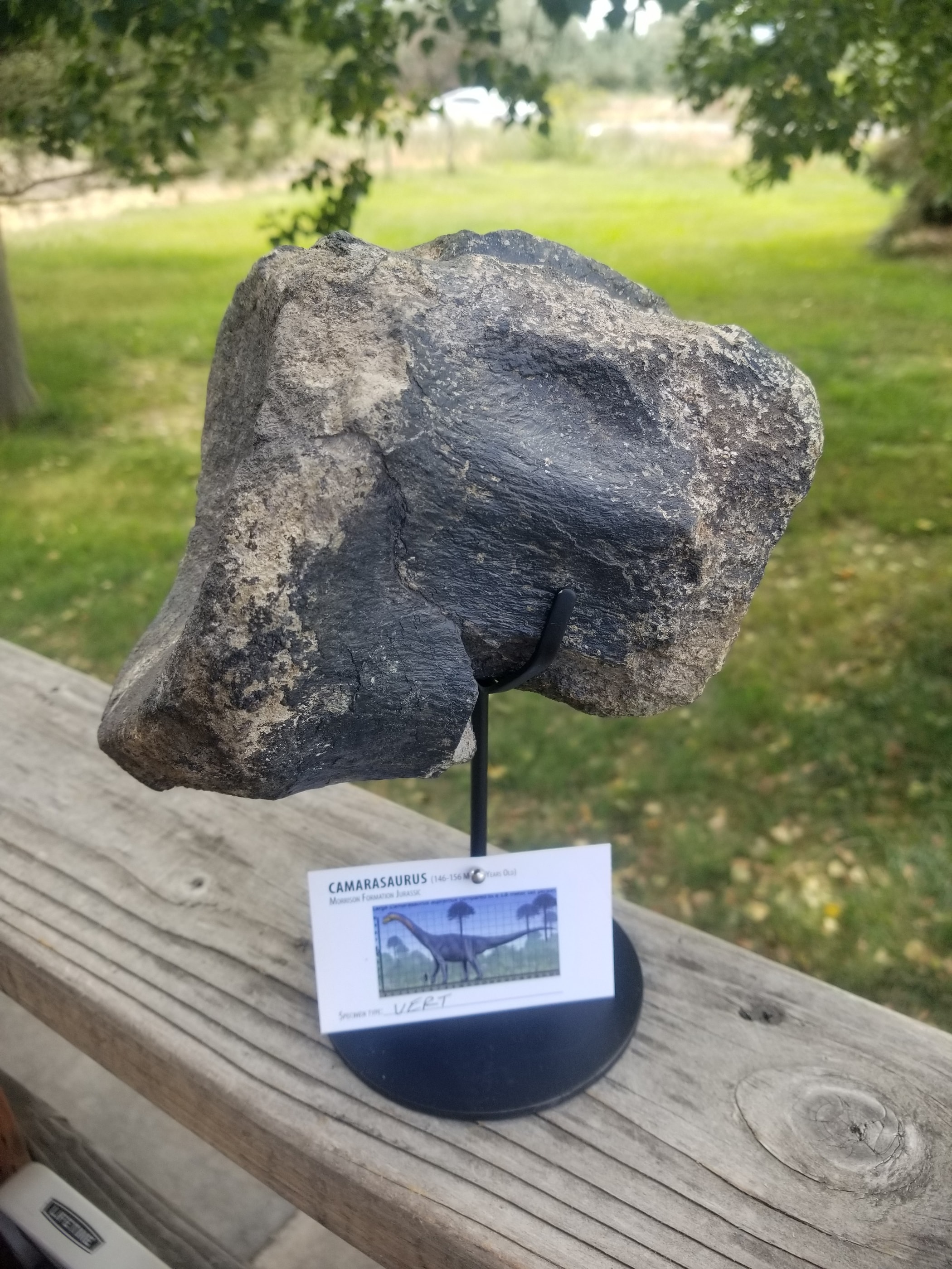Camarasaurus Vertebra Fossil Dinosaur Specimen Jurassic Morrison Form Display