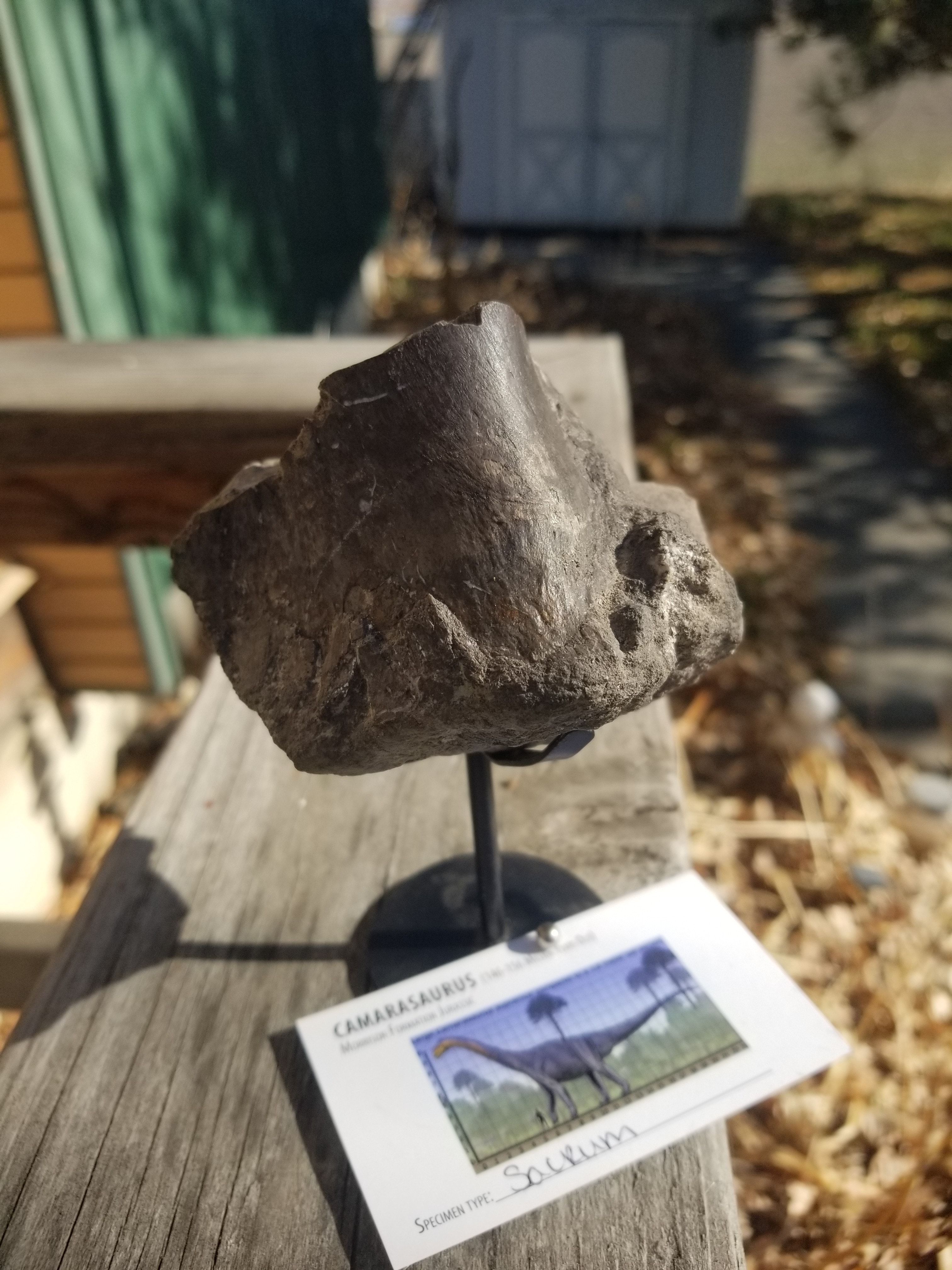 Camarasaurus Sacrum Section Fossil Dinosaur Specimen Jurassic Morrison Form Display
