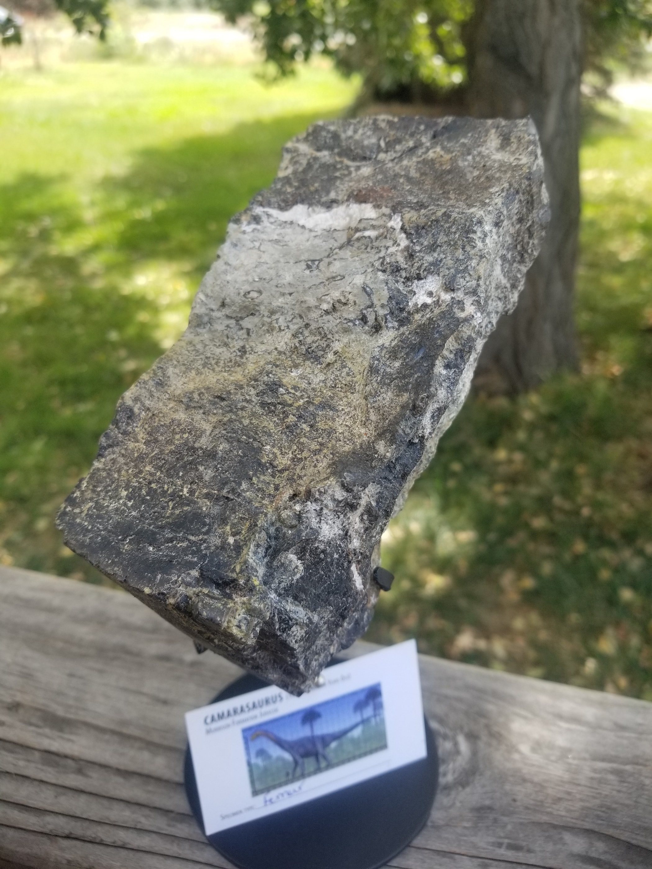 Camarasaurus Femur Section Fossil Dinosaur Specimen Jurassic Morrison Form Display