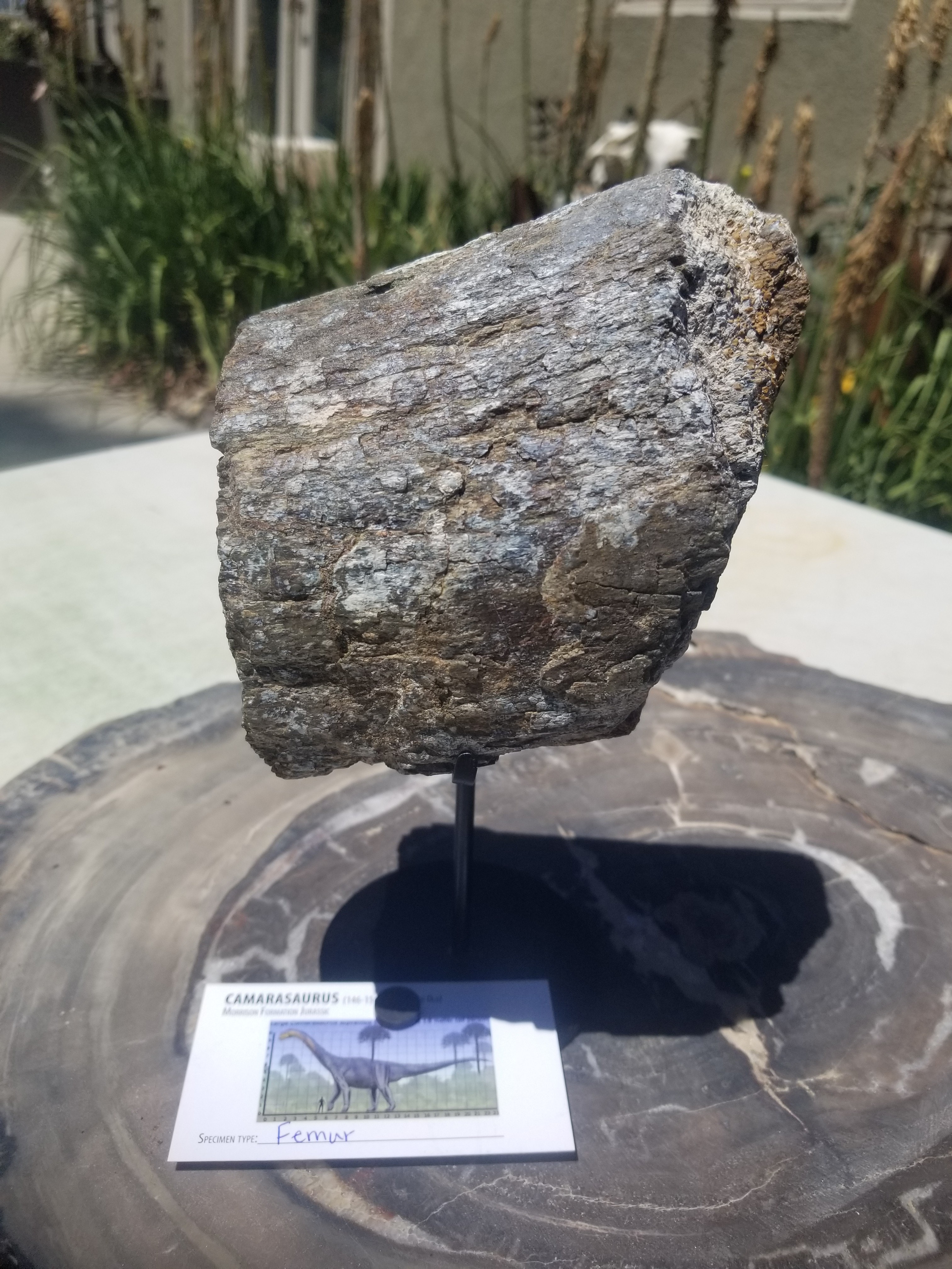 Camarasaurus Femur Section Partially Agatized Fossil Dinosaur Specimen Jurassic Morrison Form Display