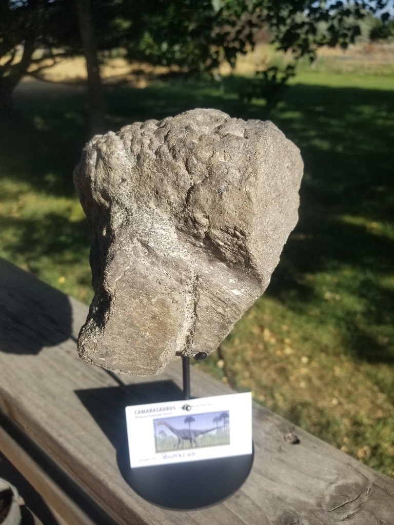 Camarasaurus Humerus Section Fossil Dinosaur Specimen Jurassic Morrison Form Display