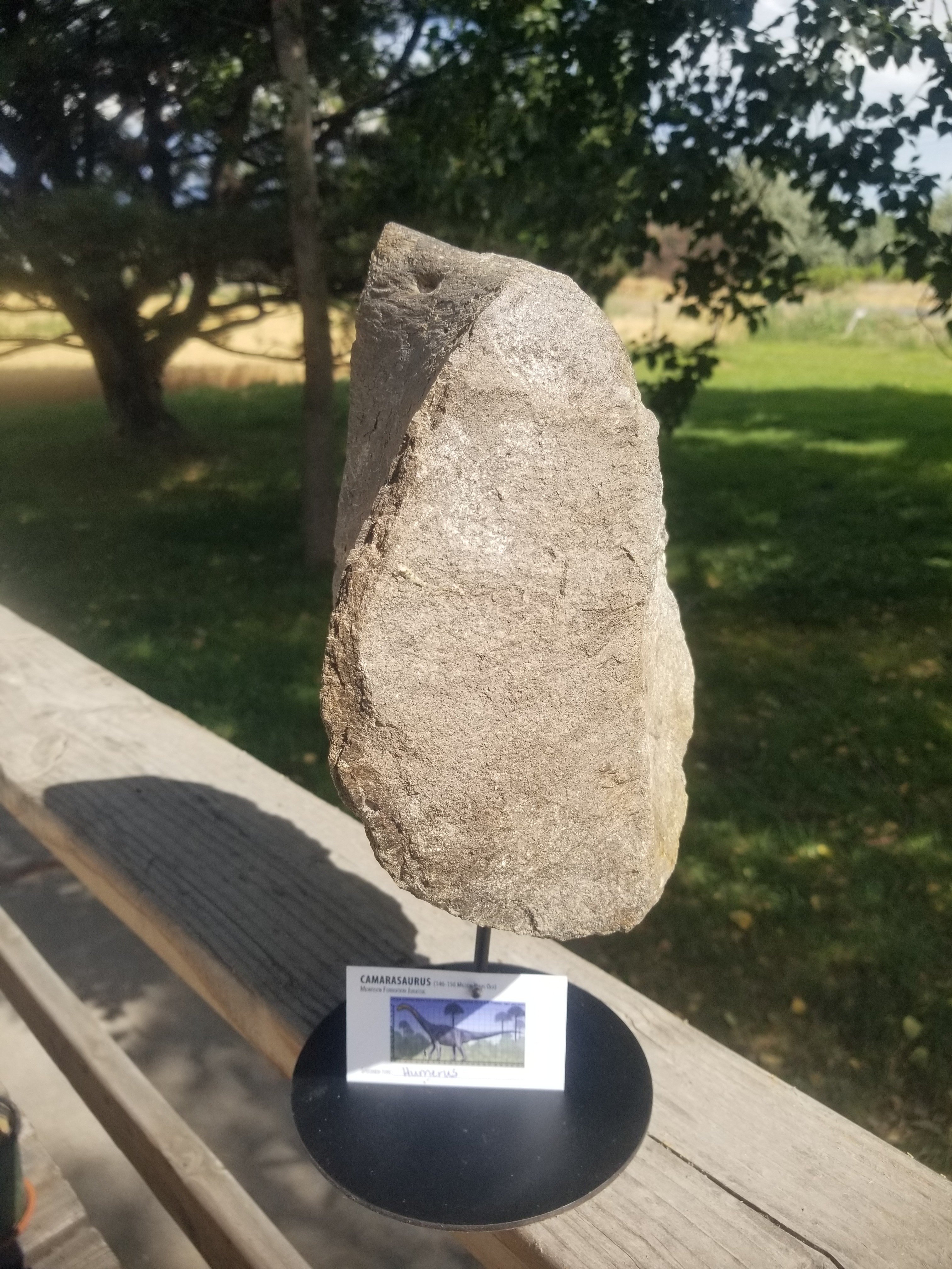 Camarasaurus Humerus Section Fossil Dinosaur Specimen Jurassic Morrison Form Display