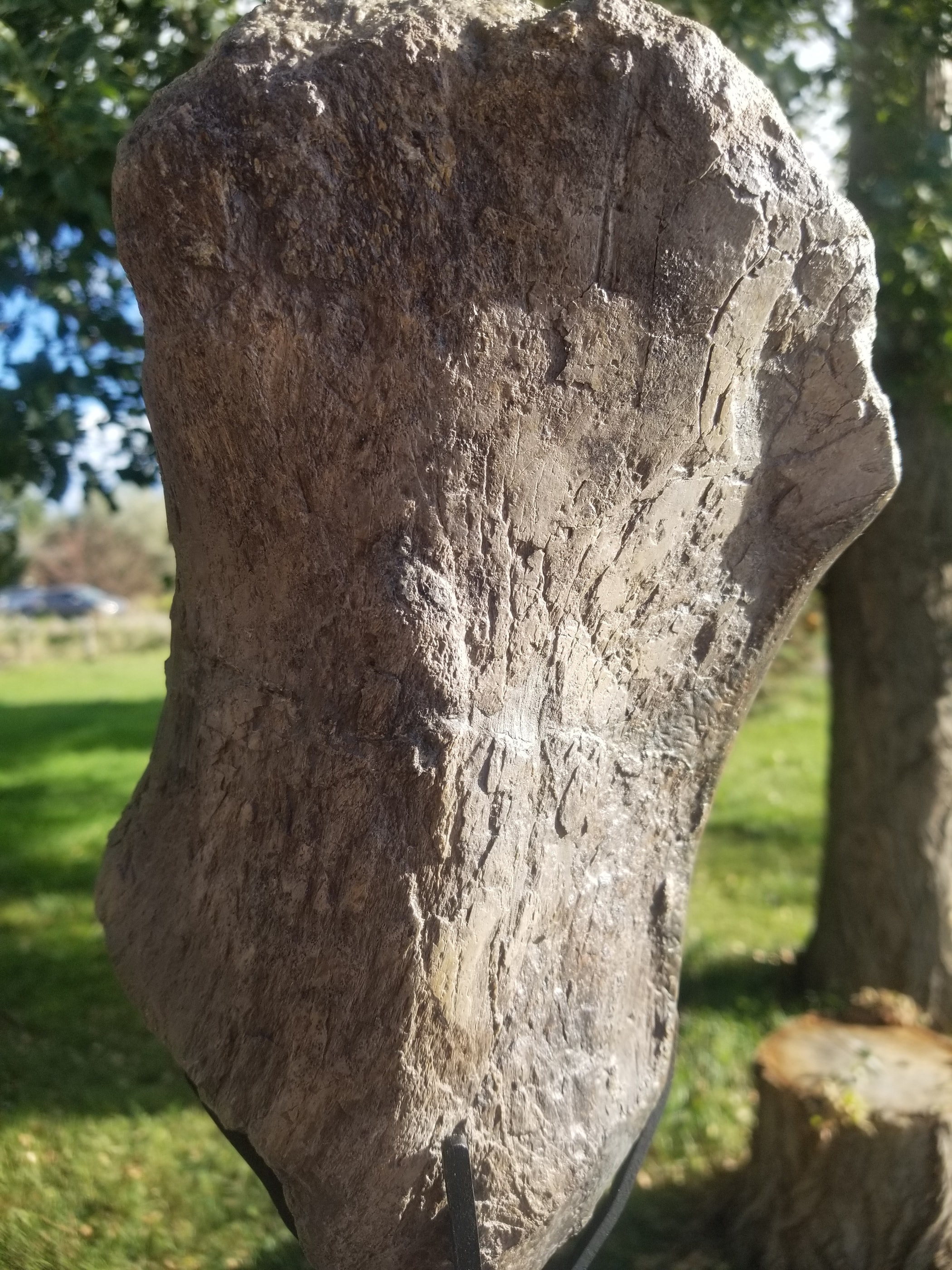 Camarasaurus Sacrum Section Fossil Dinosaur Specimen Jurassic Morrison Form Display