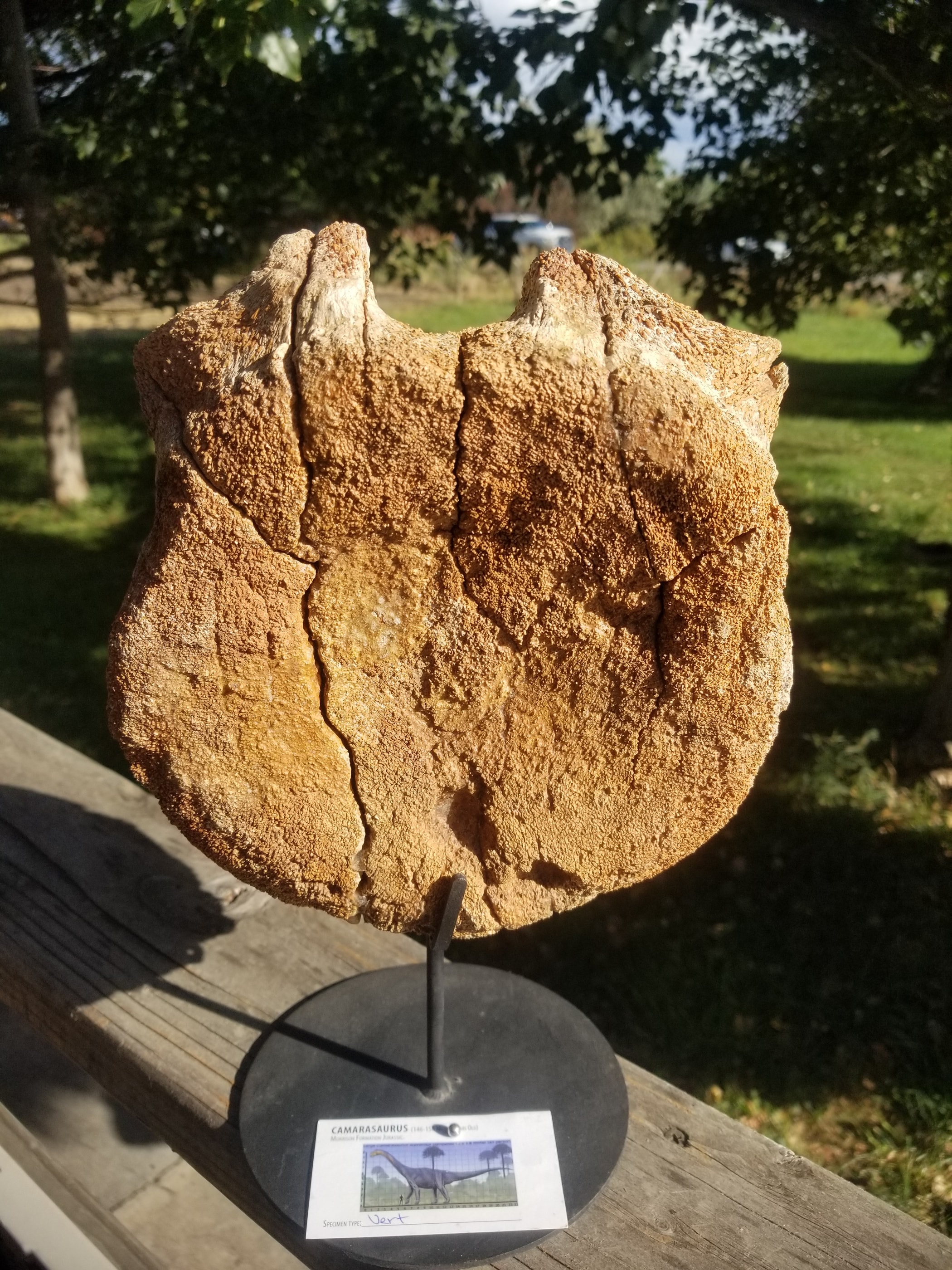 Camarasaurus Vertebra Fossil Dinosaur Specimen Jurassic Morrison Form Display