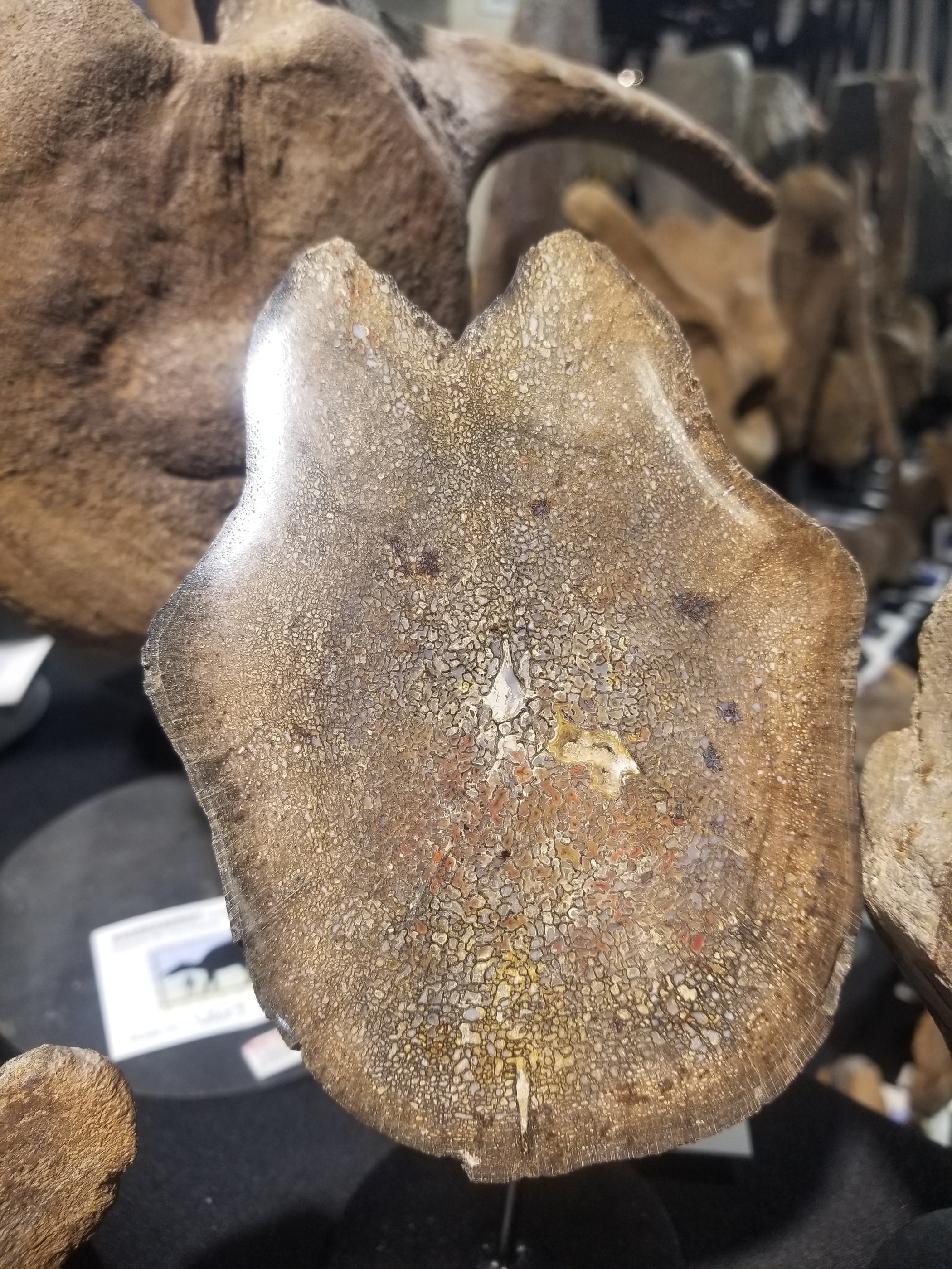 Camarasaurus Vertebra Fossil Dinosaur Specimen Jurassic Morrison Form Display