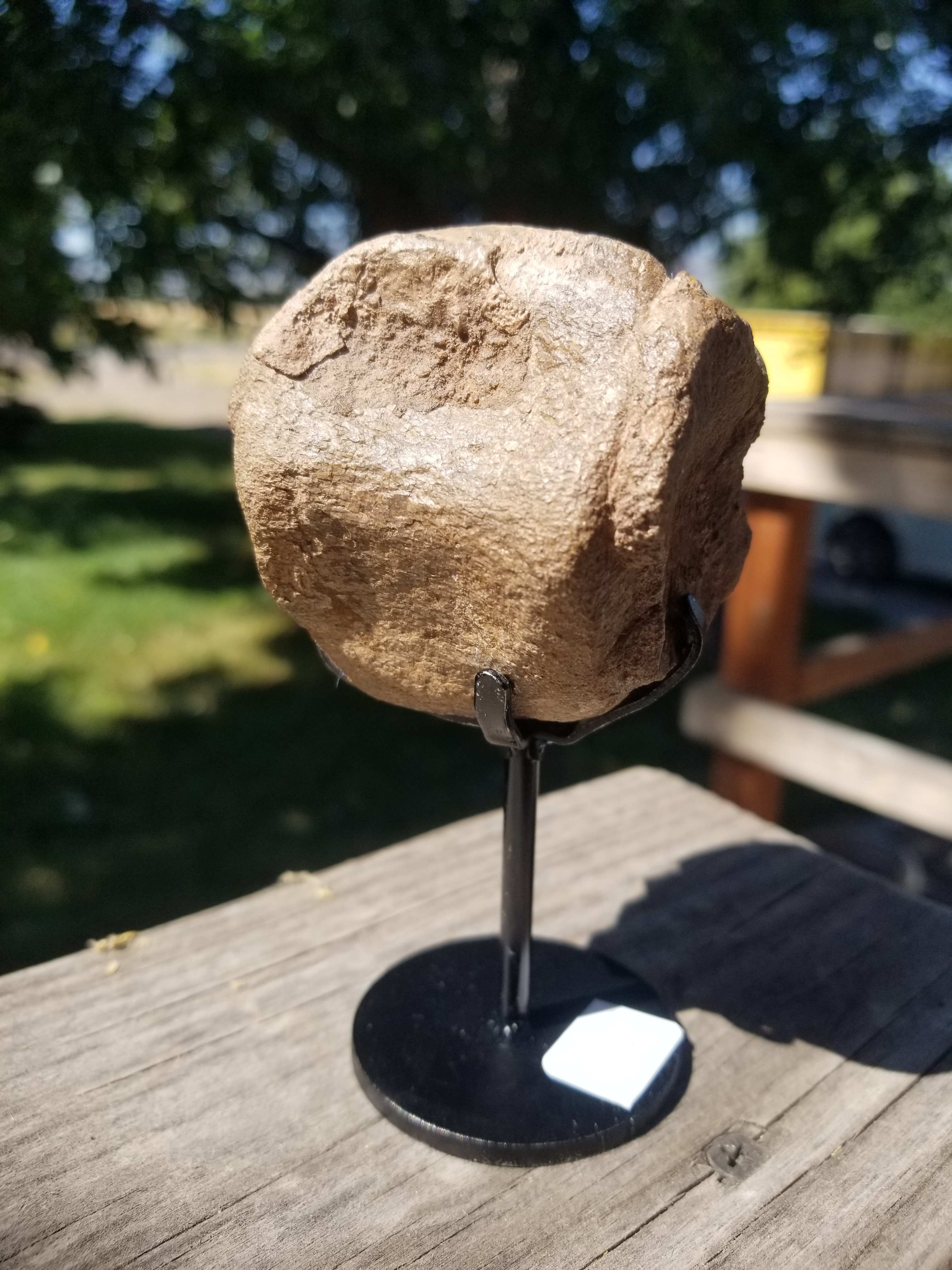 Nice Camptosaurus 'Flexible Lizard' Vertebrae Fossil Dinosaur Specimen Jurassic Morrison Form Display