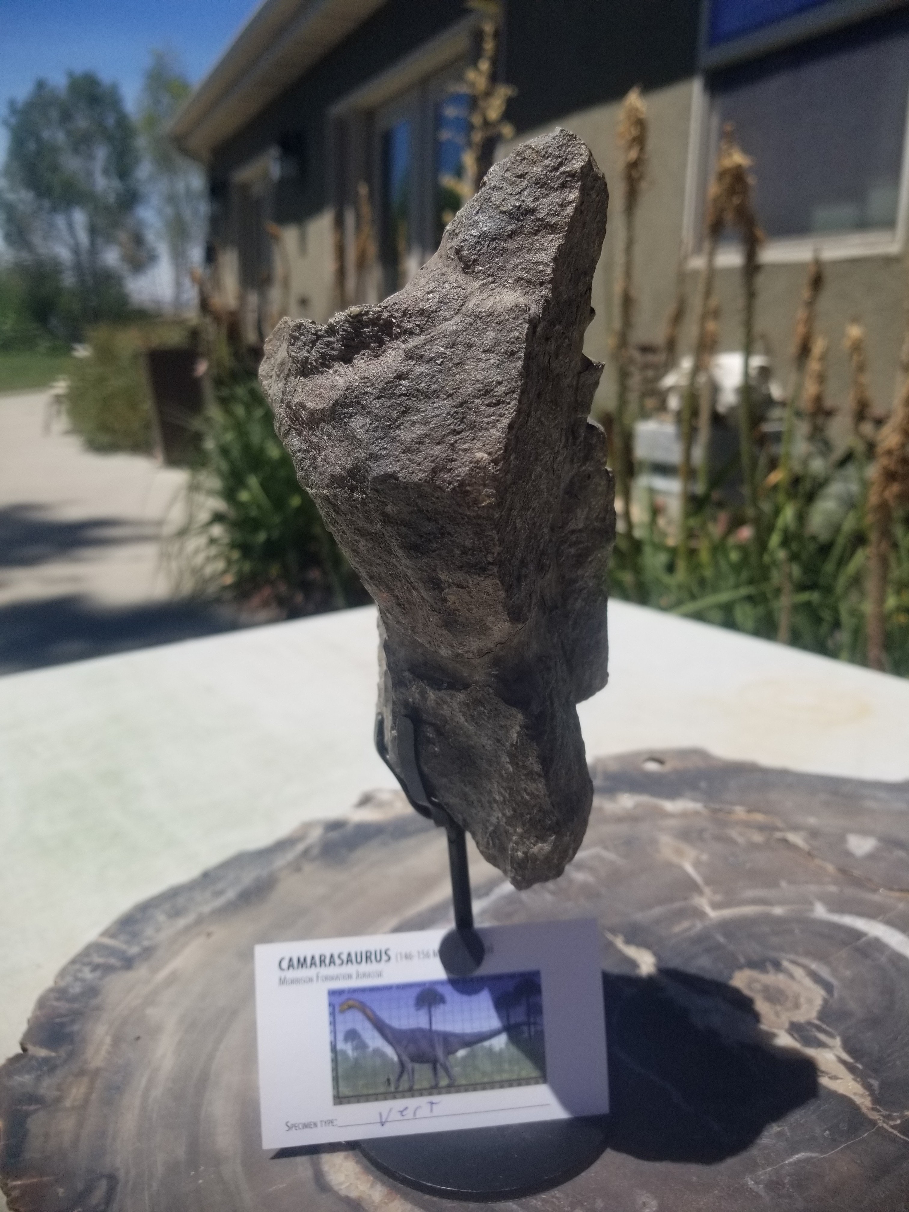 Camarasaurus Vertebrae Section Fossil Dinosaur Specimen Jurassic Morrison Form Display