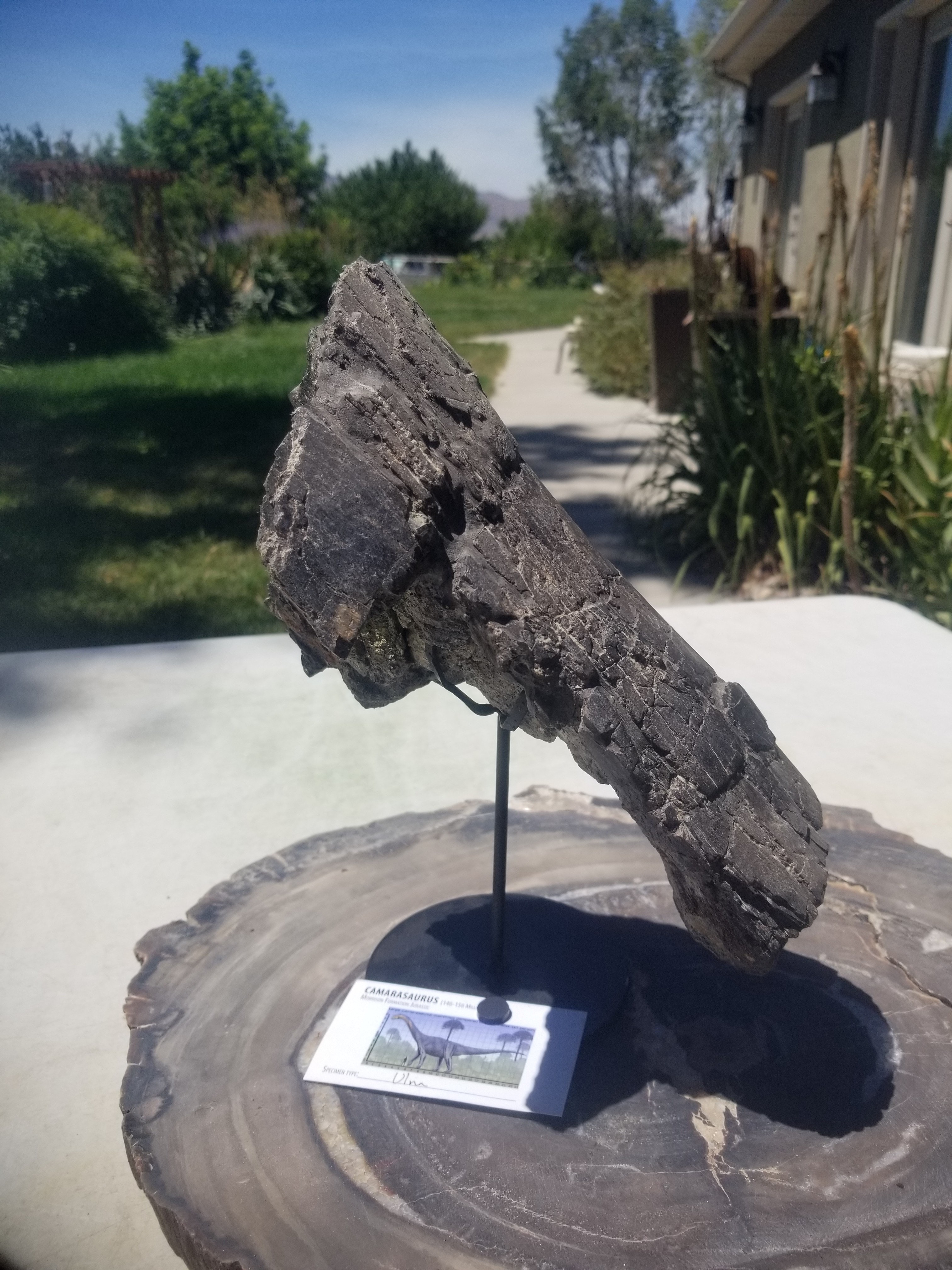 Camarasaurus Ulna Section Fossil Dinosaur Specimen Jurassic Morrison Form Display
