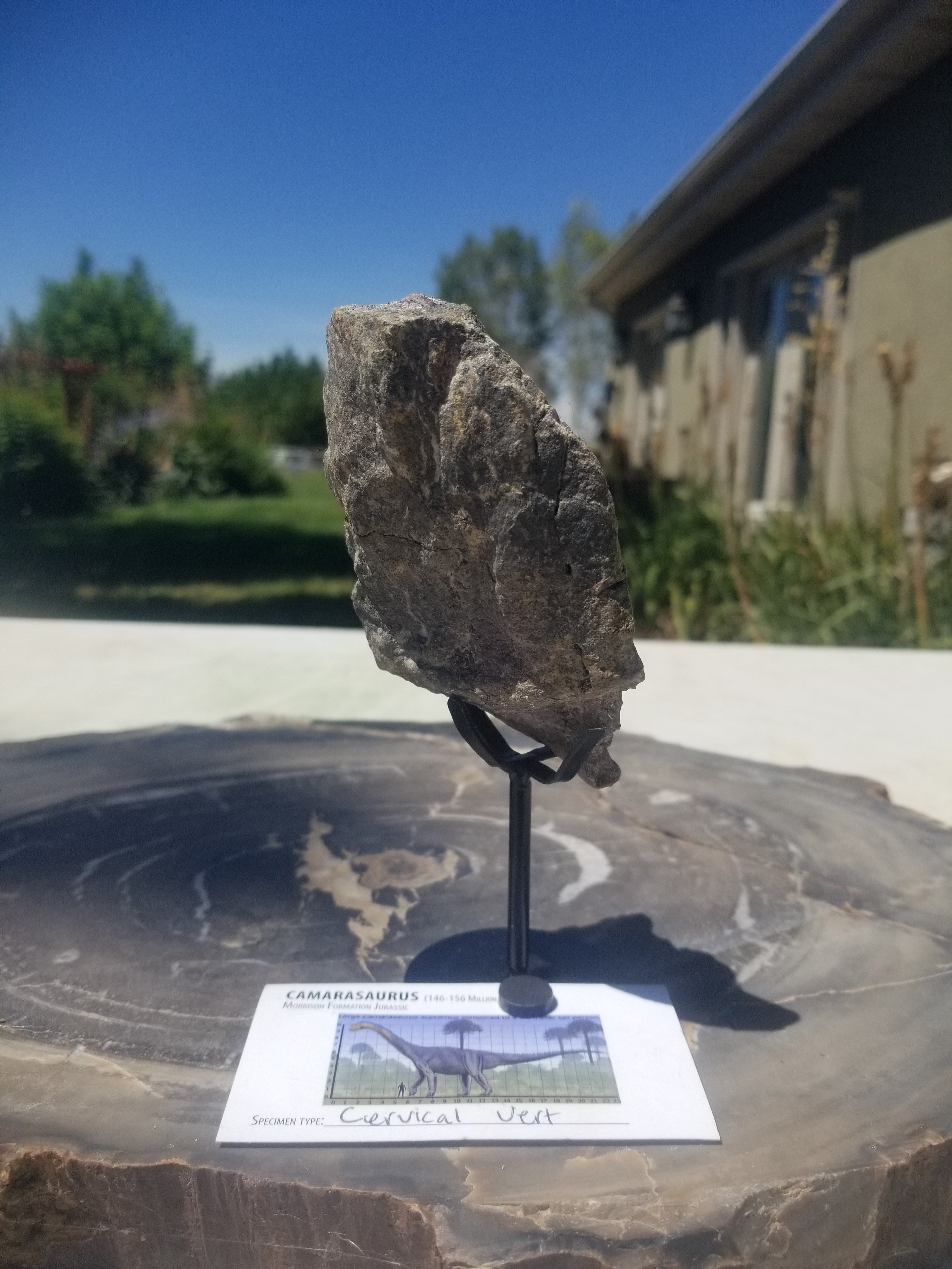Camarasaurus Cervical Vert Section Fossil Dinosaur Specimen Jurassic Morrison Form Display