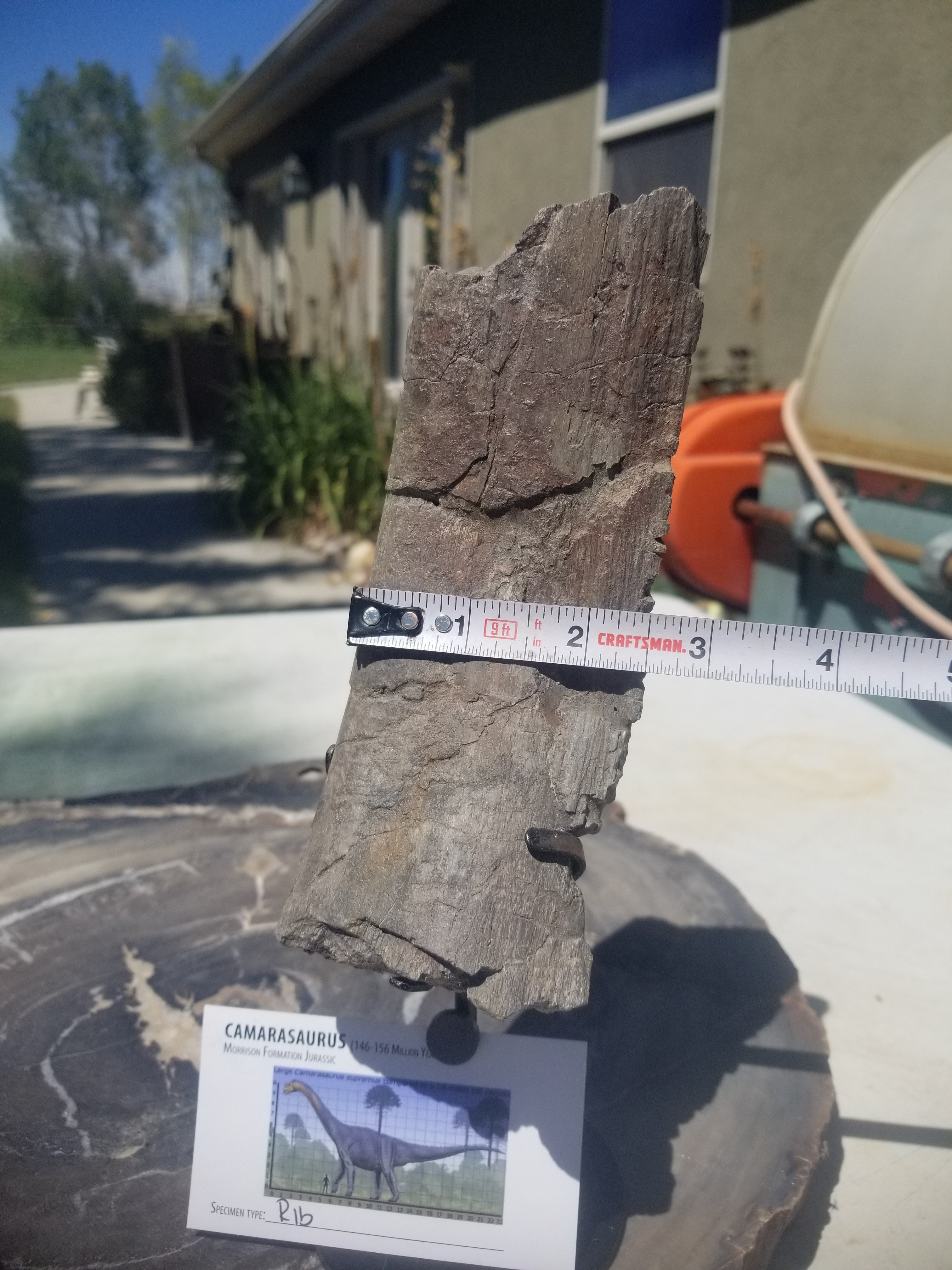 Nice Camarasaurus Rib Section Fossil Dinosaur Specimen Jurassic Morrison Form Display