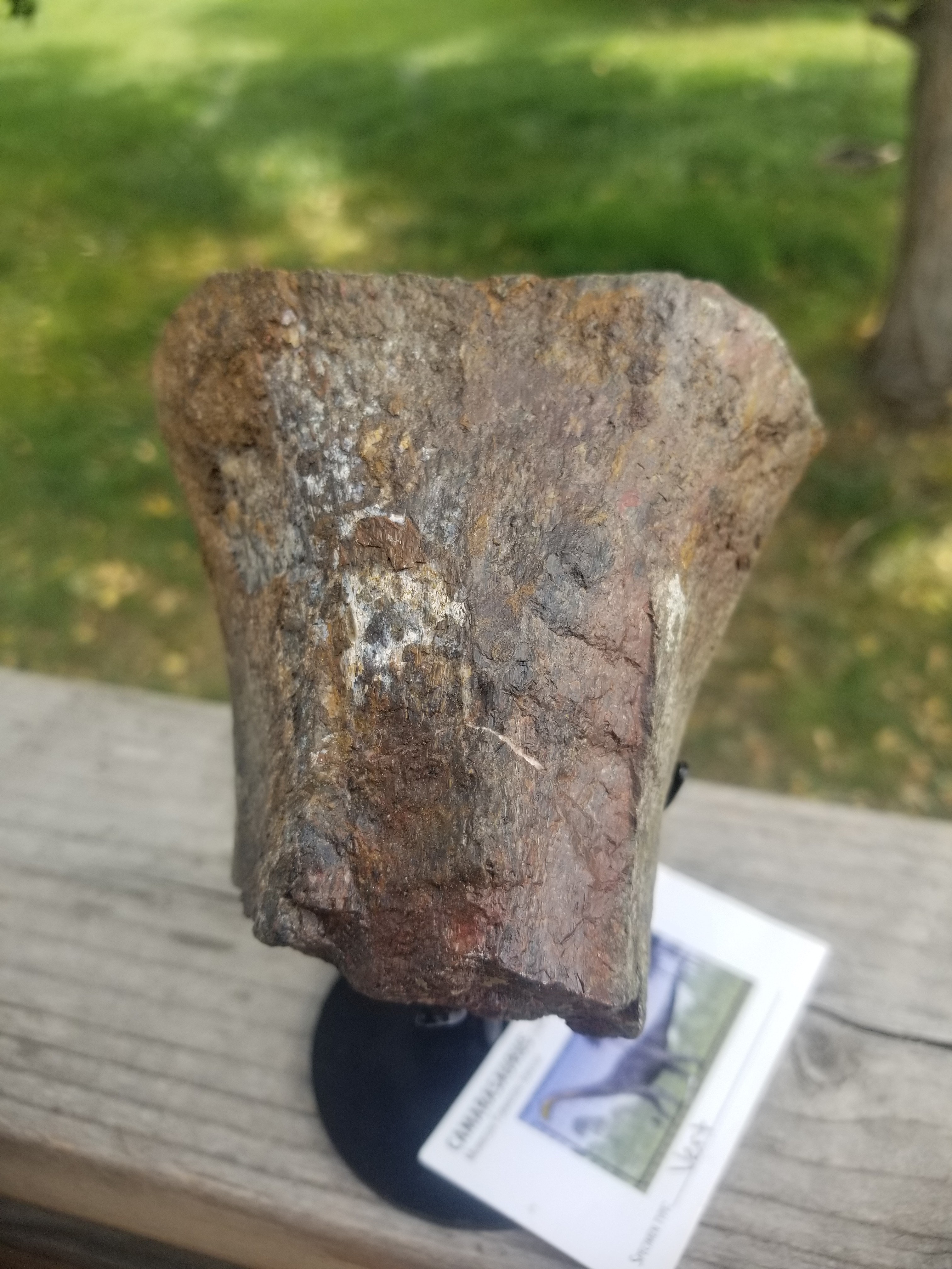 Camarasaurus Vertebrae Section Fossil Dinosaur Specimen Jurassic Morrison Form Display