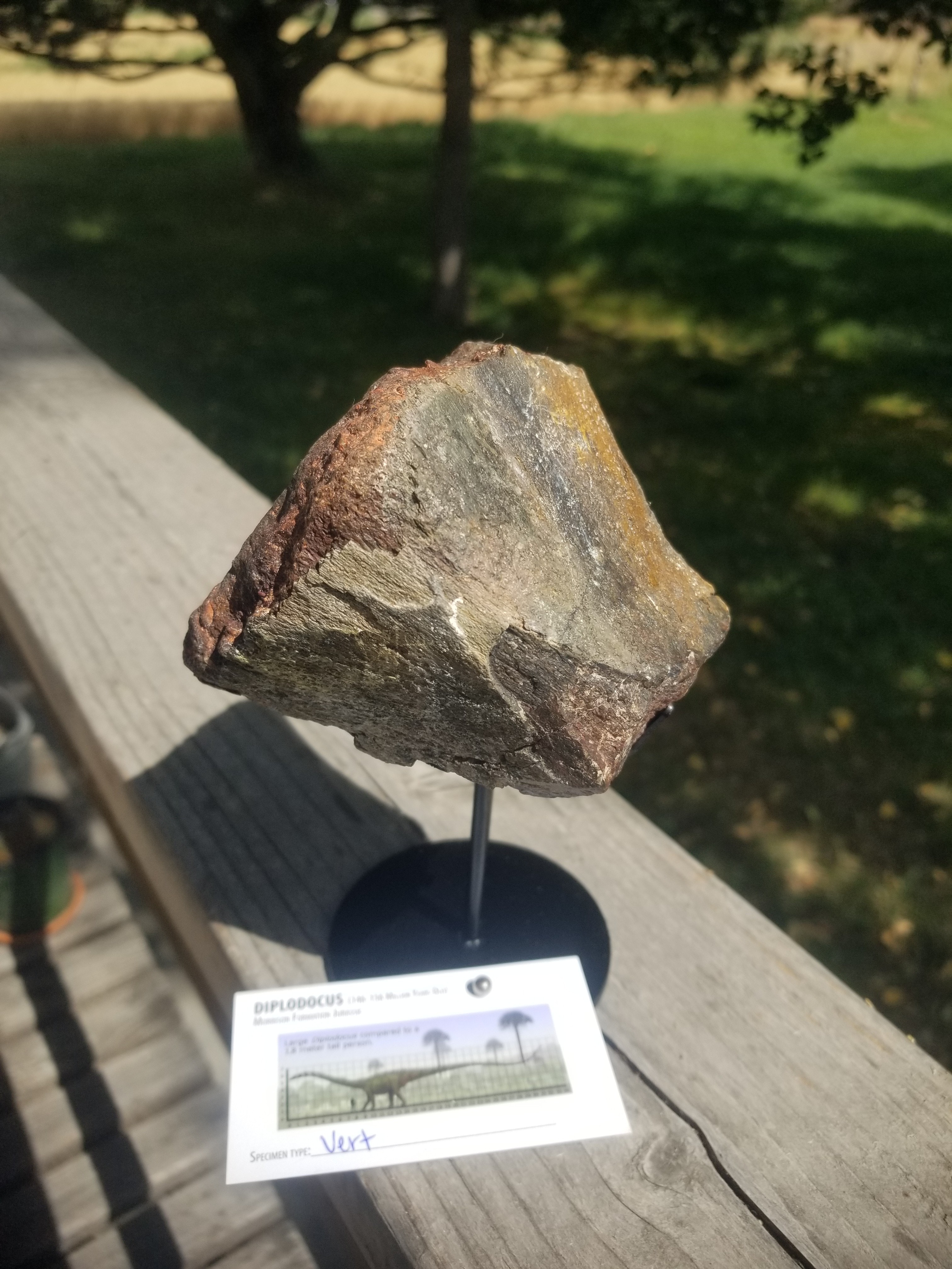 Diplodocus Vertebrae Section Fossil Dinosaur Specimen Jurassic Morrison Form Display