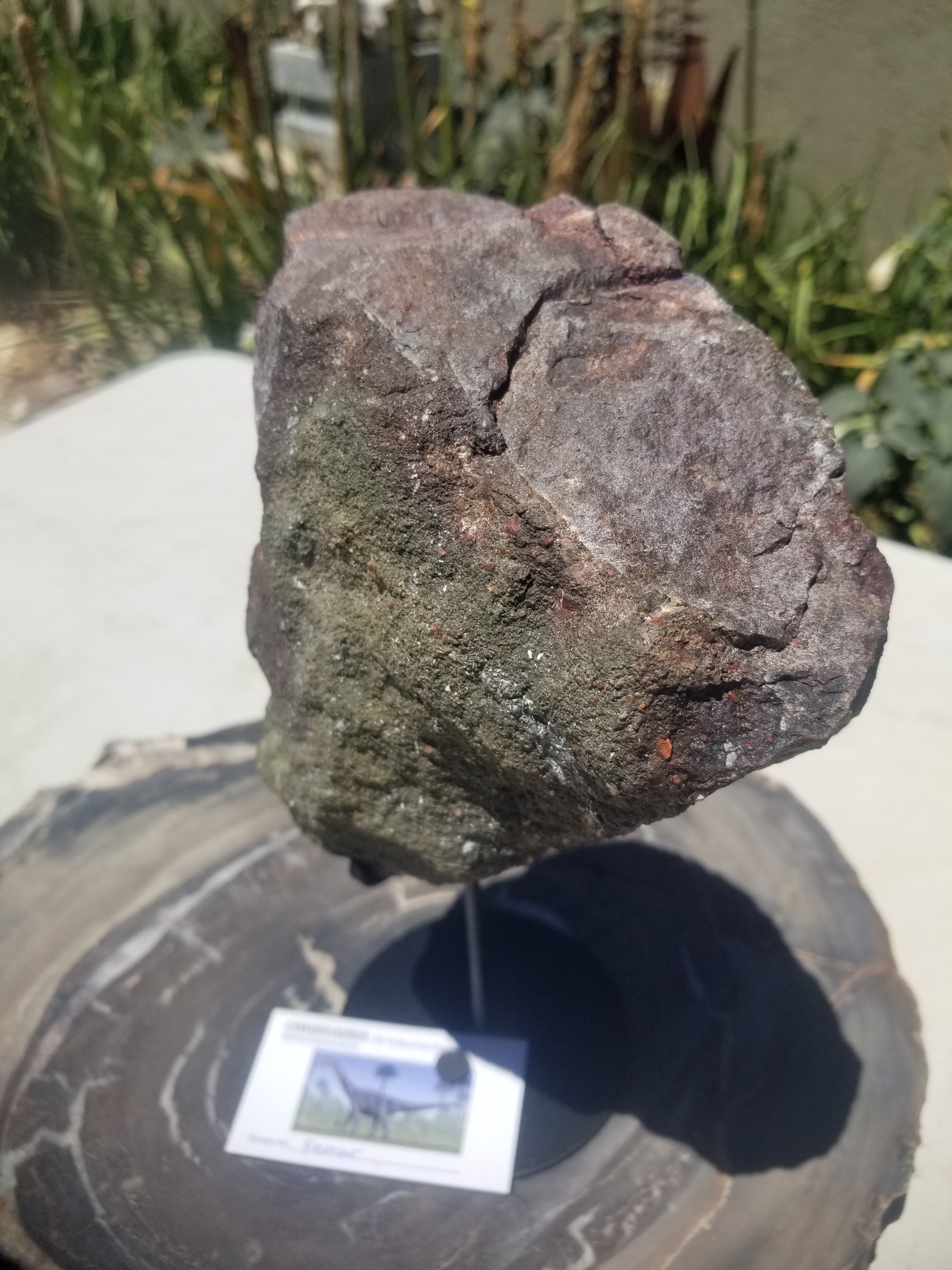 Camarasaurus Femur Section Fossil Dinosaur Specimen Jurassic Morrison Form Display