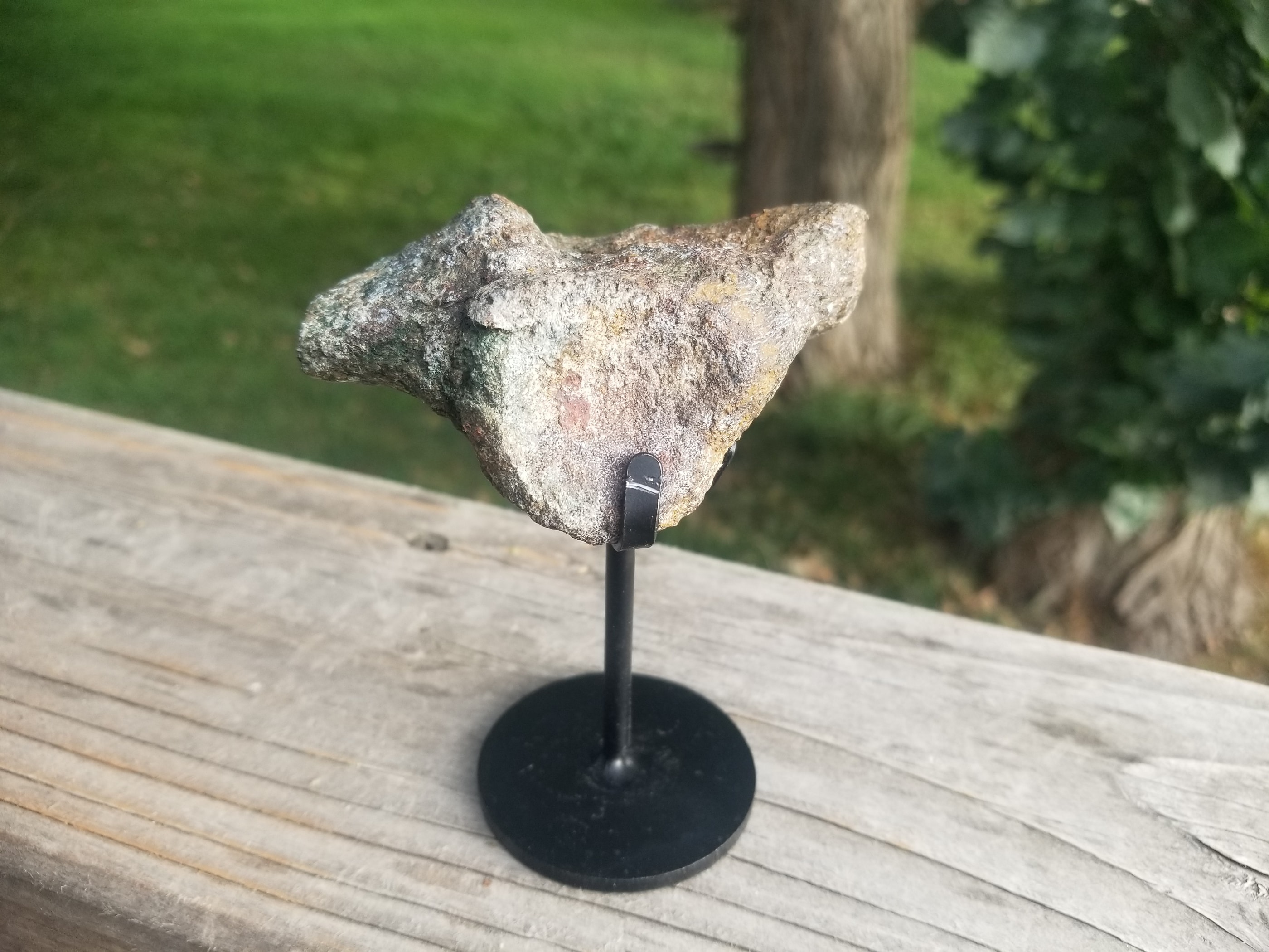 Nice Camptosaurus 'Flexible Lizard' Vertebrae Fossil Dinosaur Specimen Jurassic Morrison Form Display
