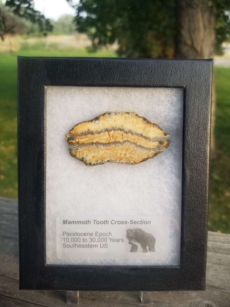 Collectible Genuine Mammoth Mamut Tooth Cross Section Fossil Specimen in Ryker Pleistocene