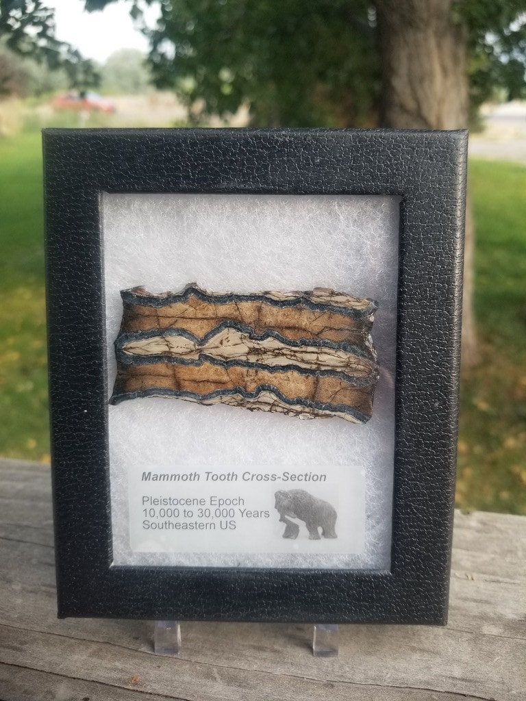 Collectible Genuine Mammoth Mamut Tooth Cross Section Fossil Specimen in Ryker Pleistocene