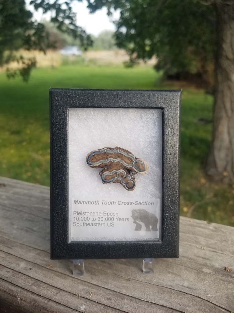 Collectible Genuine Mammoth Mamut Tooth Cross Section Fossil Specimen in Ryker Pleistocene