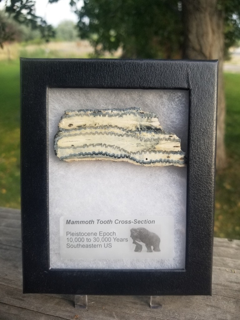 Collectible Genuine Mammoth Mamut Tooth Cross Section Fossil Specimen in Ryker Pleistocene