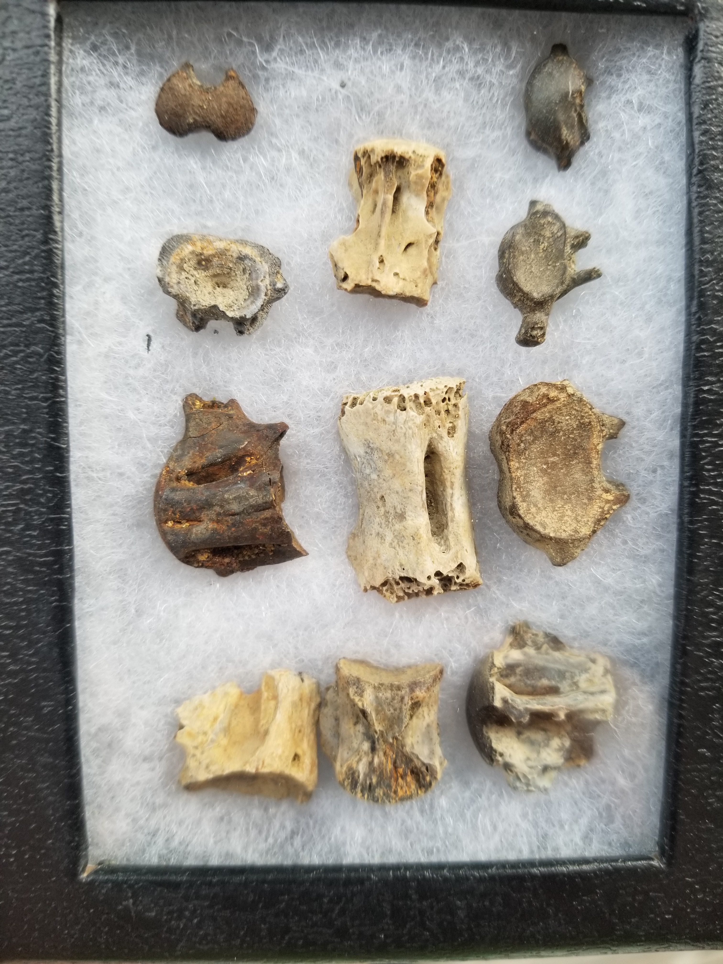 Cute Mini Vertebrea Fossil Specimen Lot Assortment Various Species Fish, Reptile, & Snake Micro Channel Fun Display