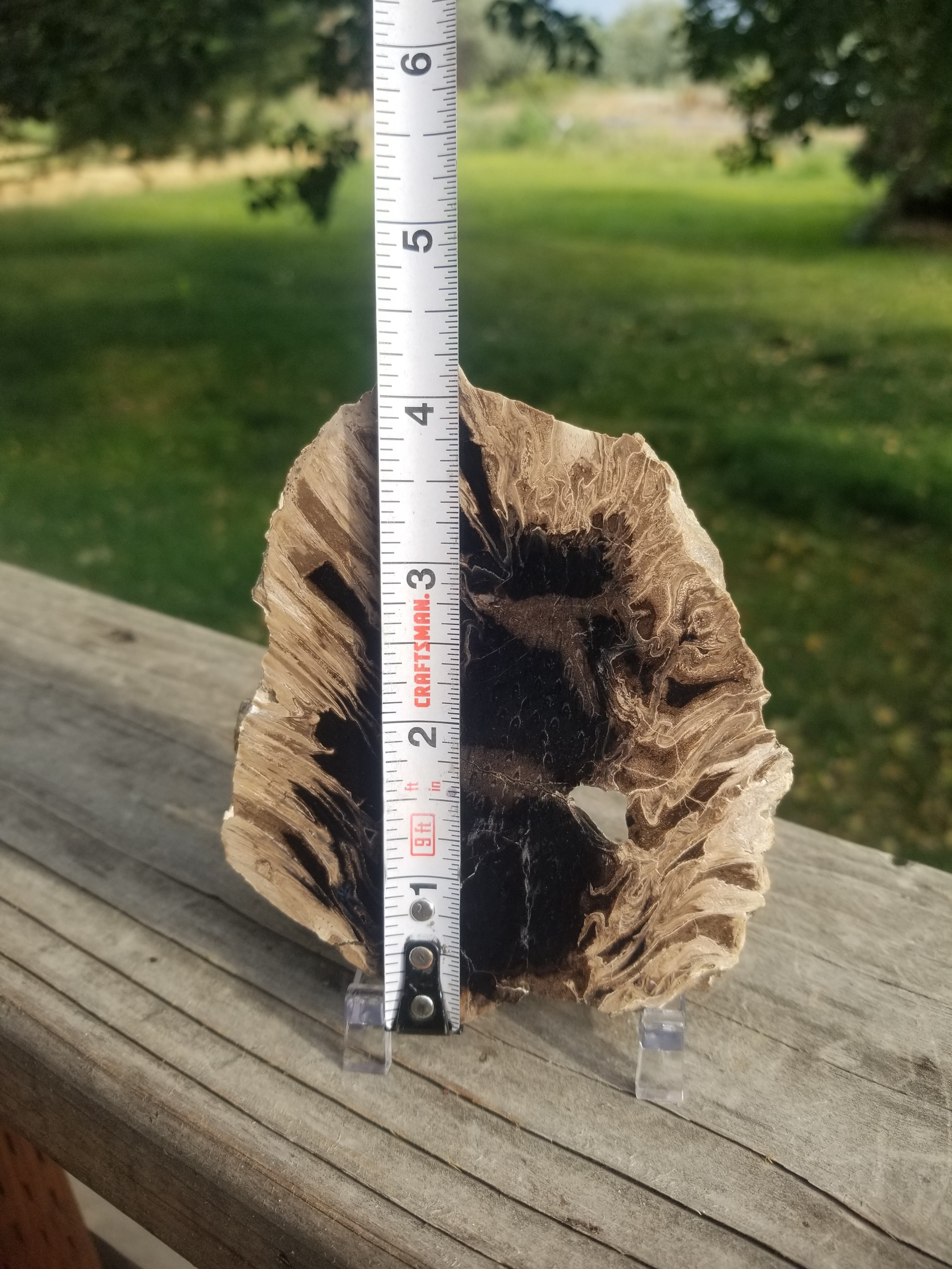 Incredible Rare Cycad Cycadophyte Polished End Specimen 123g Intricate Patterns "Living Fossils"
