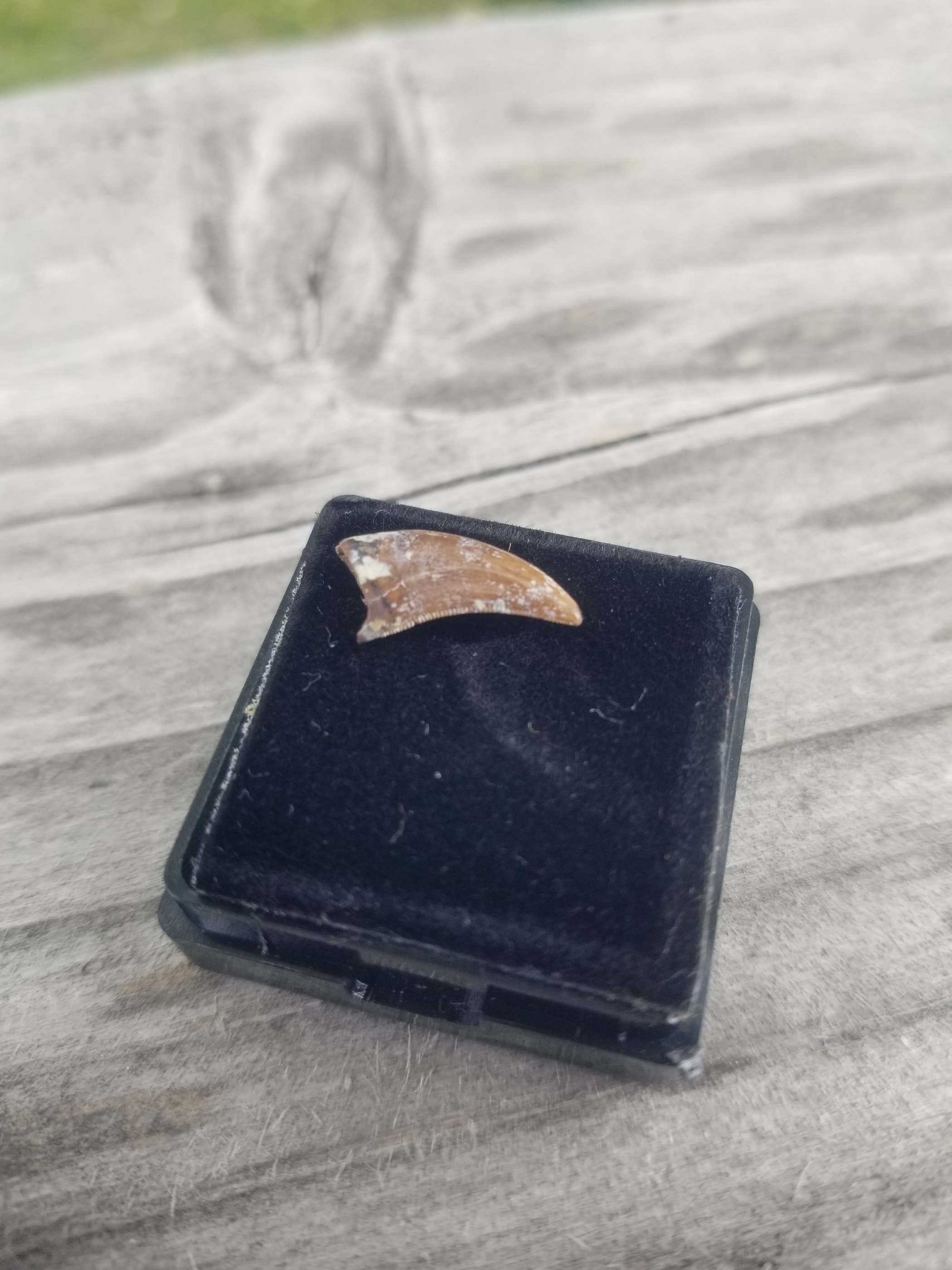 Dakotaraptor Dromaeosaurid Tooth Fossil Specimen Hell Creek MT