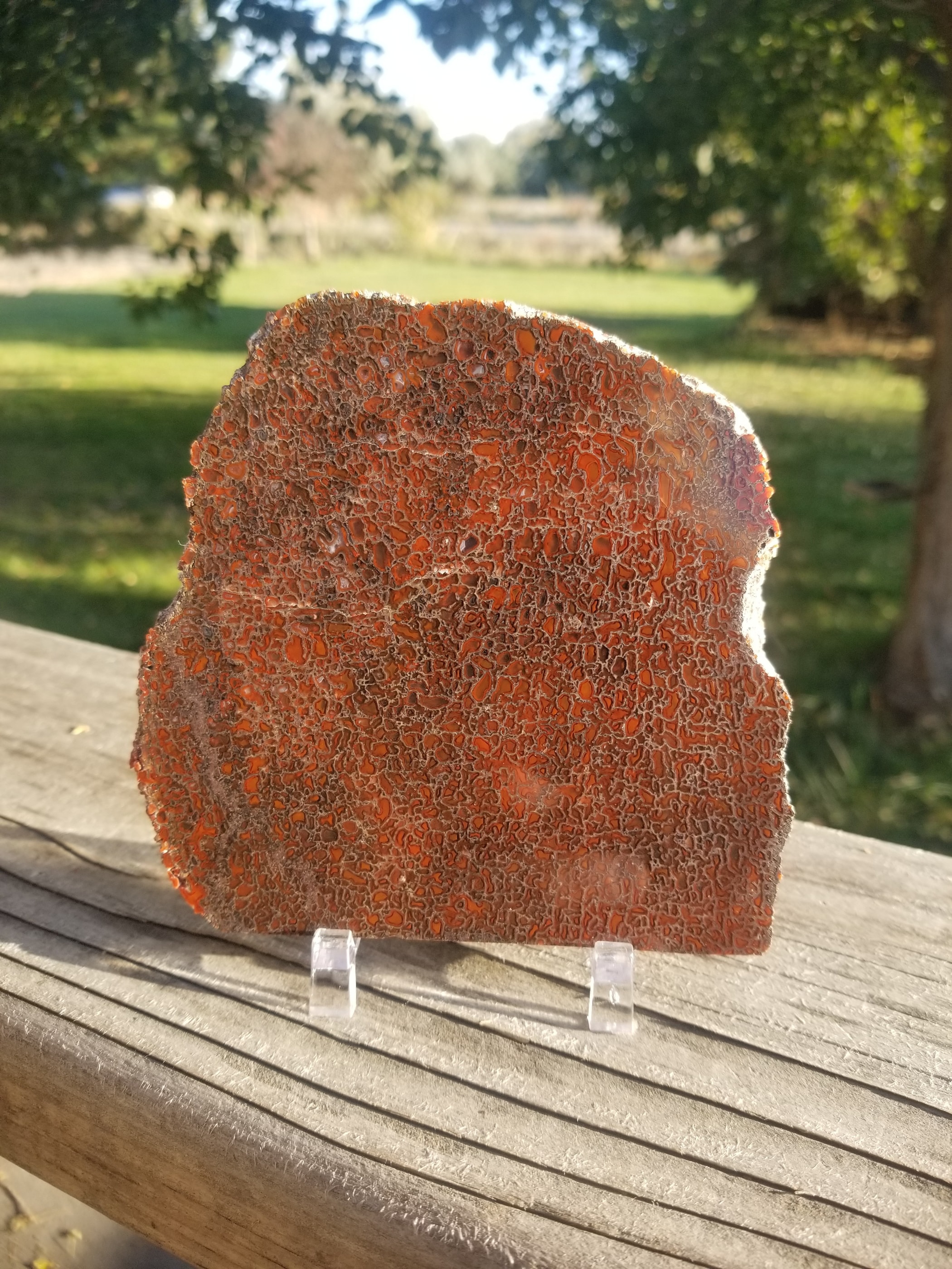 Deep Red Glassy Agatized Dinosaur Gem Bone Slab 197g Large Cell