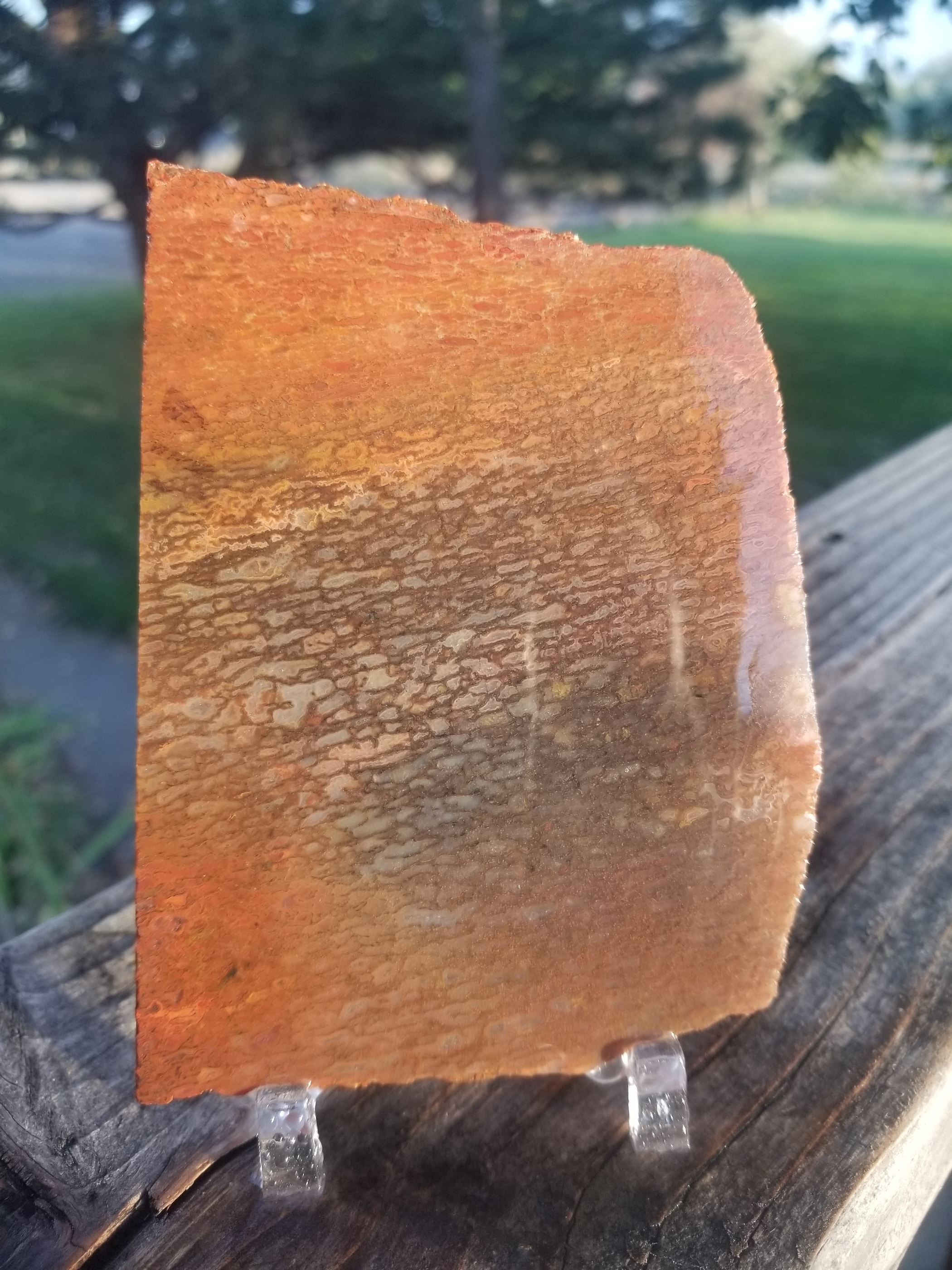 Glassy Red Multicolor Agatized Dinosaur Gem Bone Slab 137g