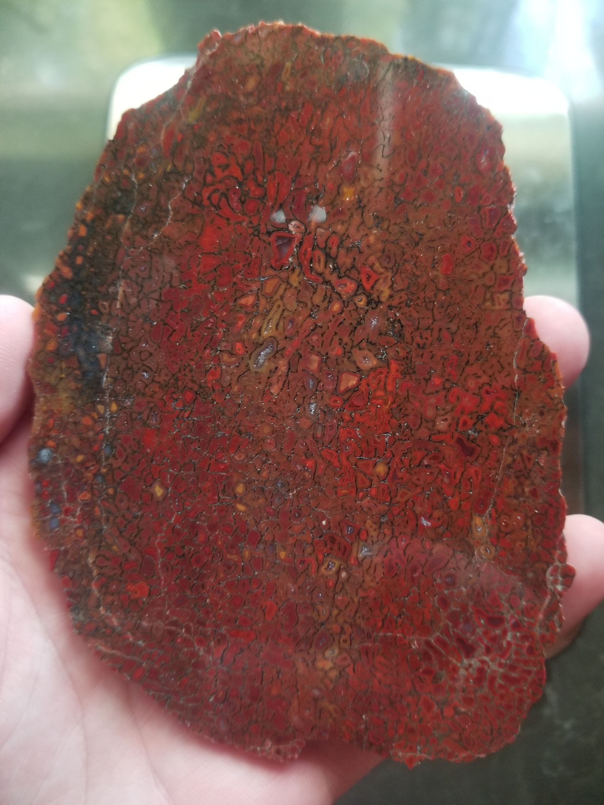 Deep Red Multicolor Agatized Dinosaur Gem Bone Slab 112g Large Cell Fortification