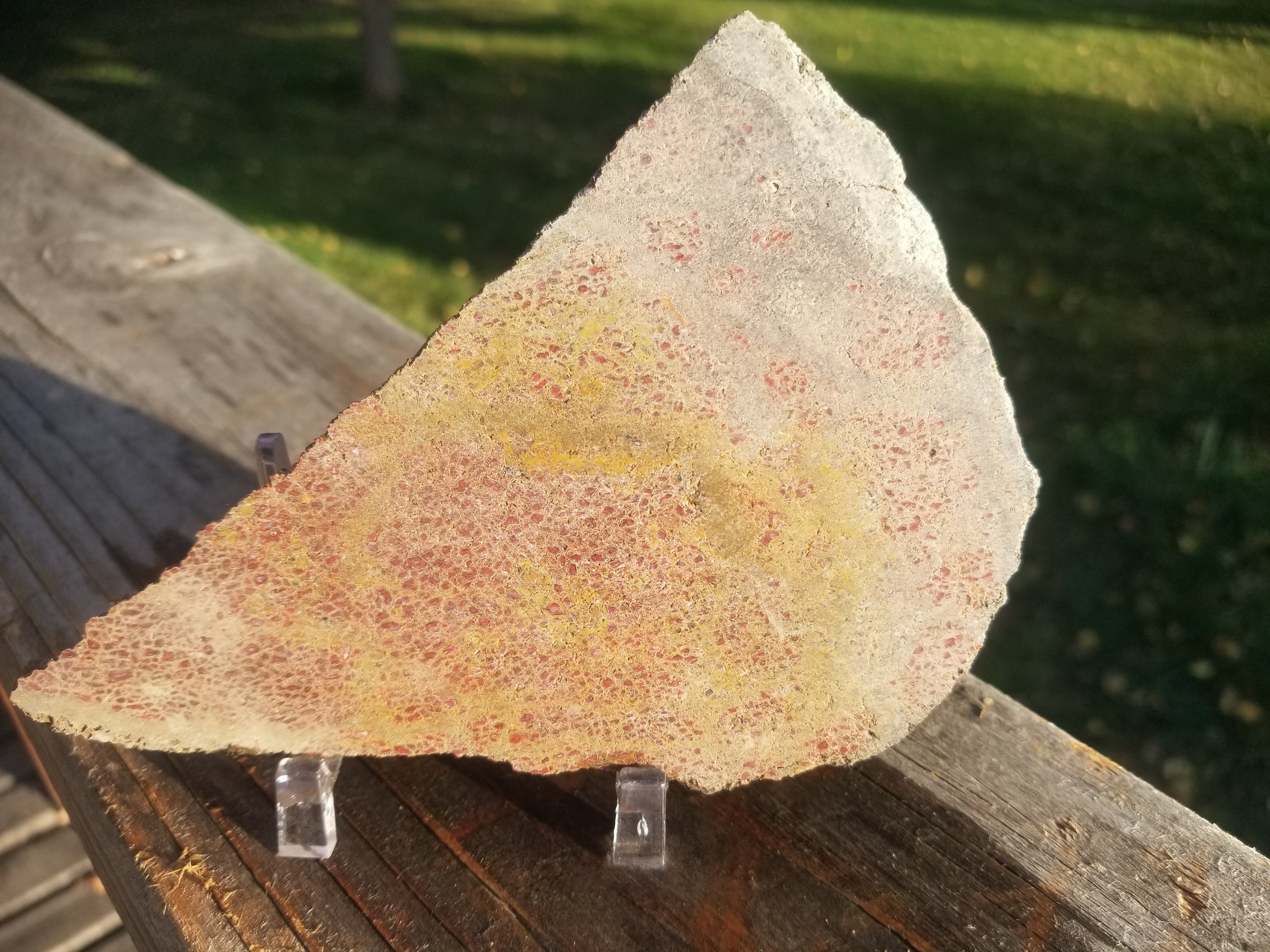 Deep Red w/Yellow Agatized Dinosaur Gem Bone Slab 144g