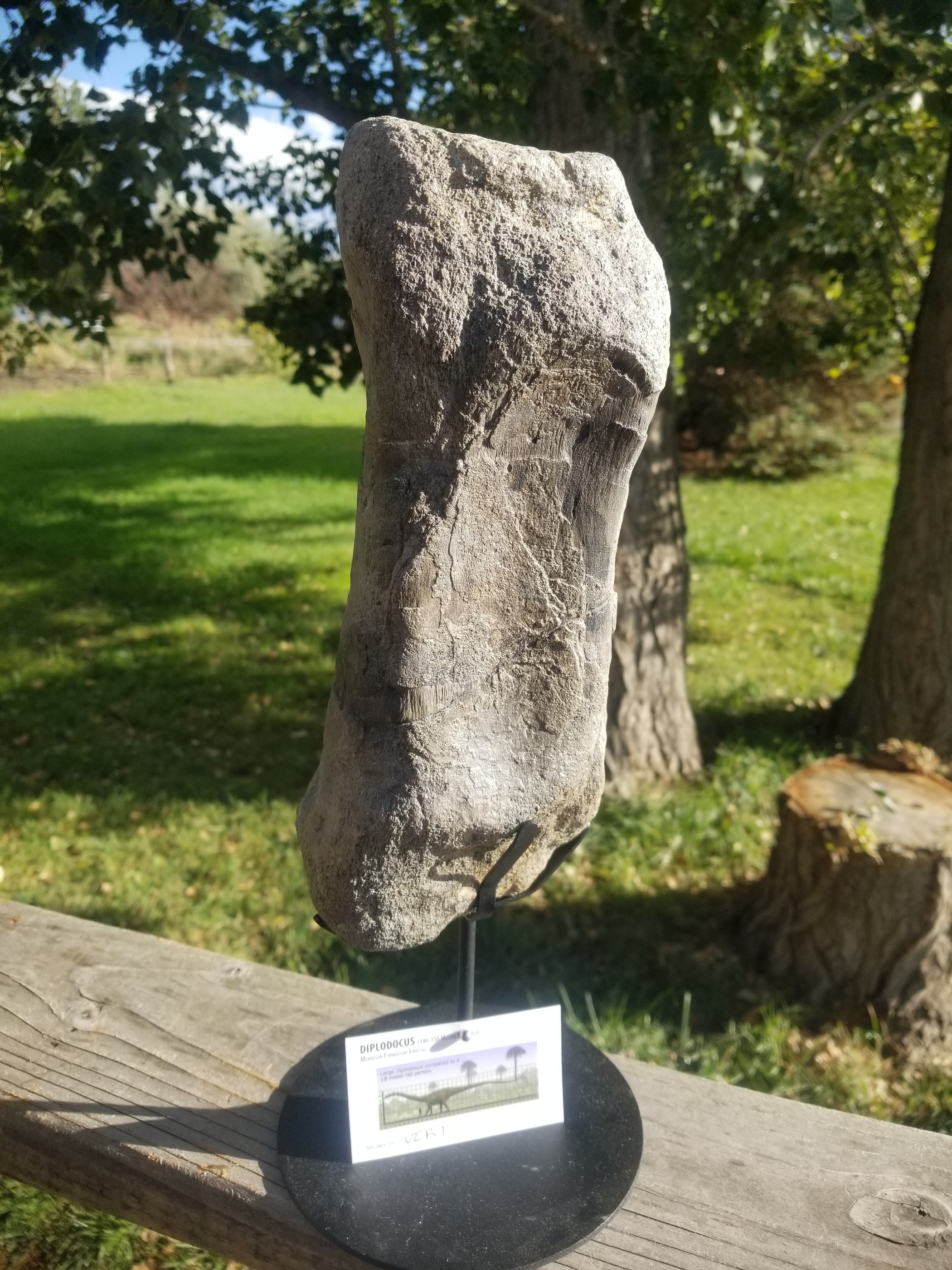 Diplodocus Vertebrae Section Partially Agatized Fossil Dinosaur Specimen Jurassic Morrison Form Display