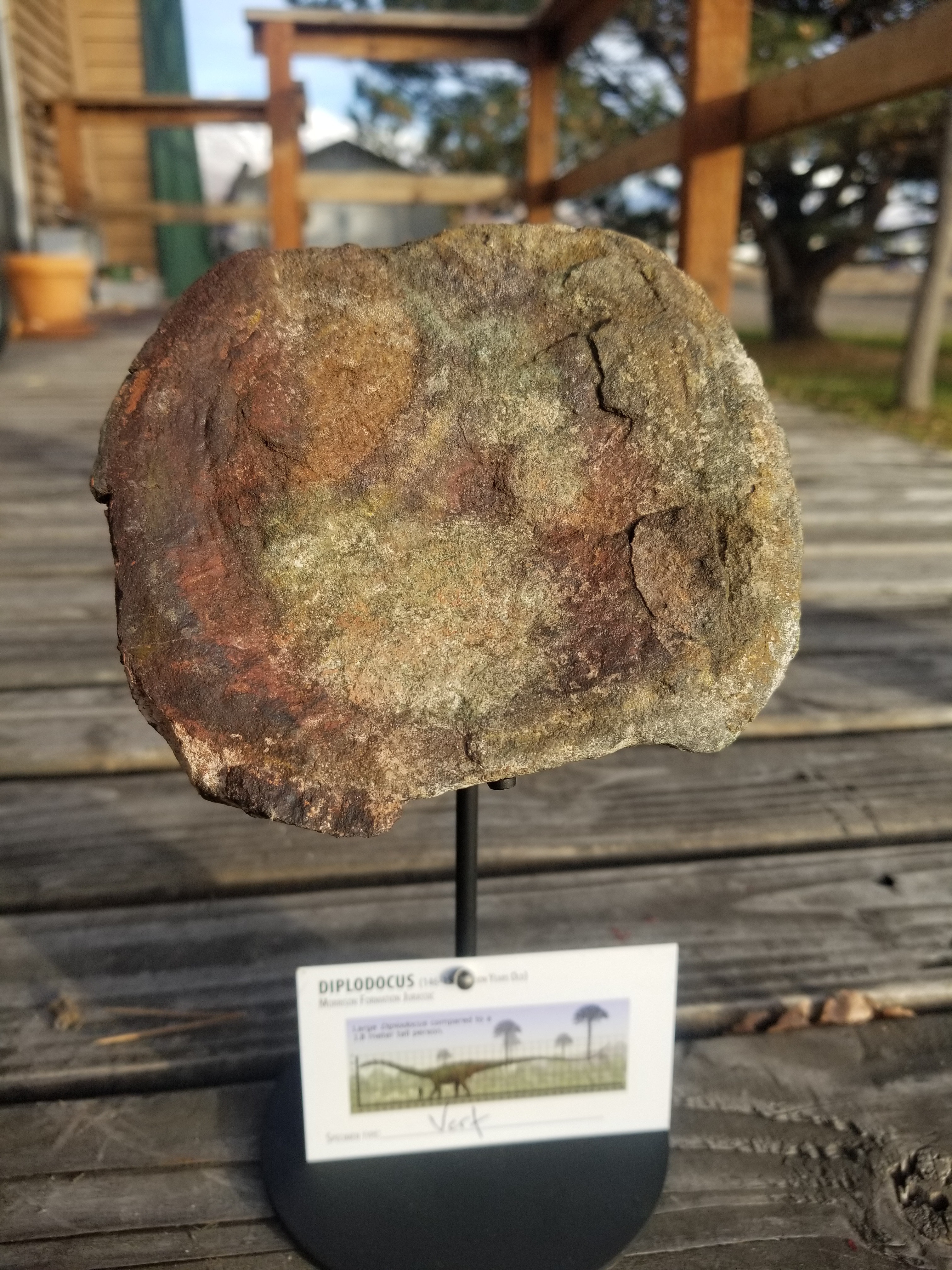 Diplodocus Vertebrae Section Partially Agatized Fossil Dinosaur Specimen Jurassic Morrison Form Display