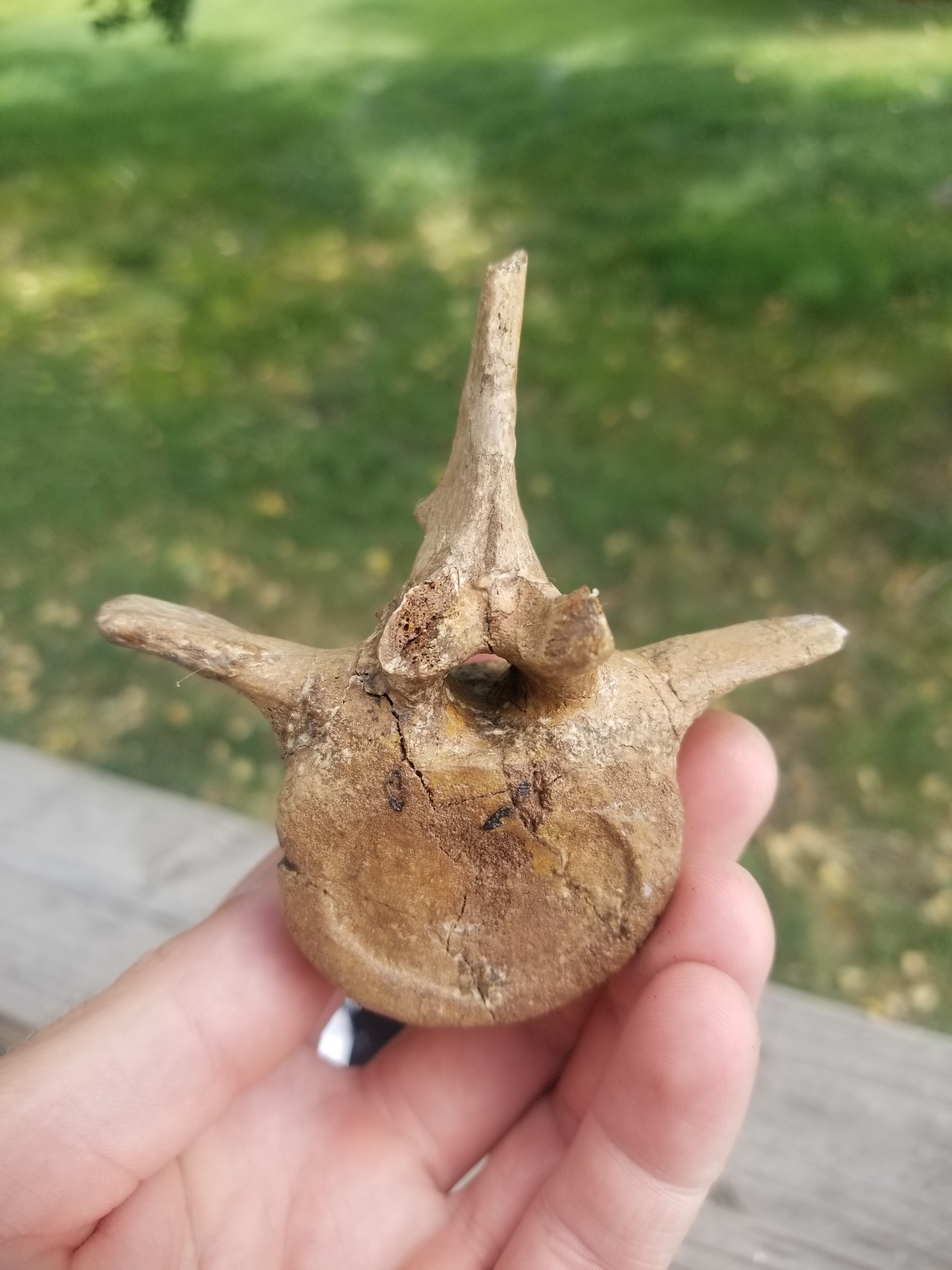 Beautiful Dromaeosaurus Raptor Vertebra Fossil Specimen Cretaceous Hell Creek MT